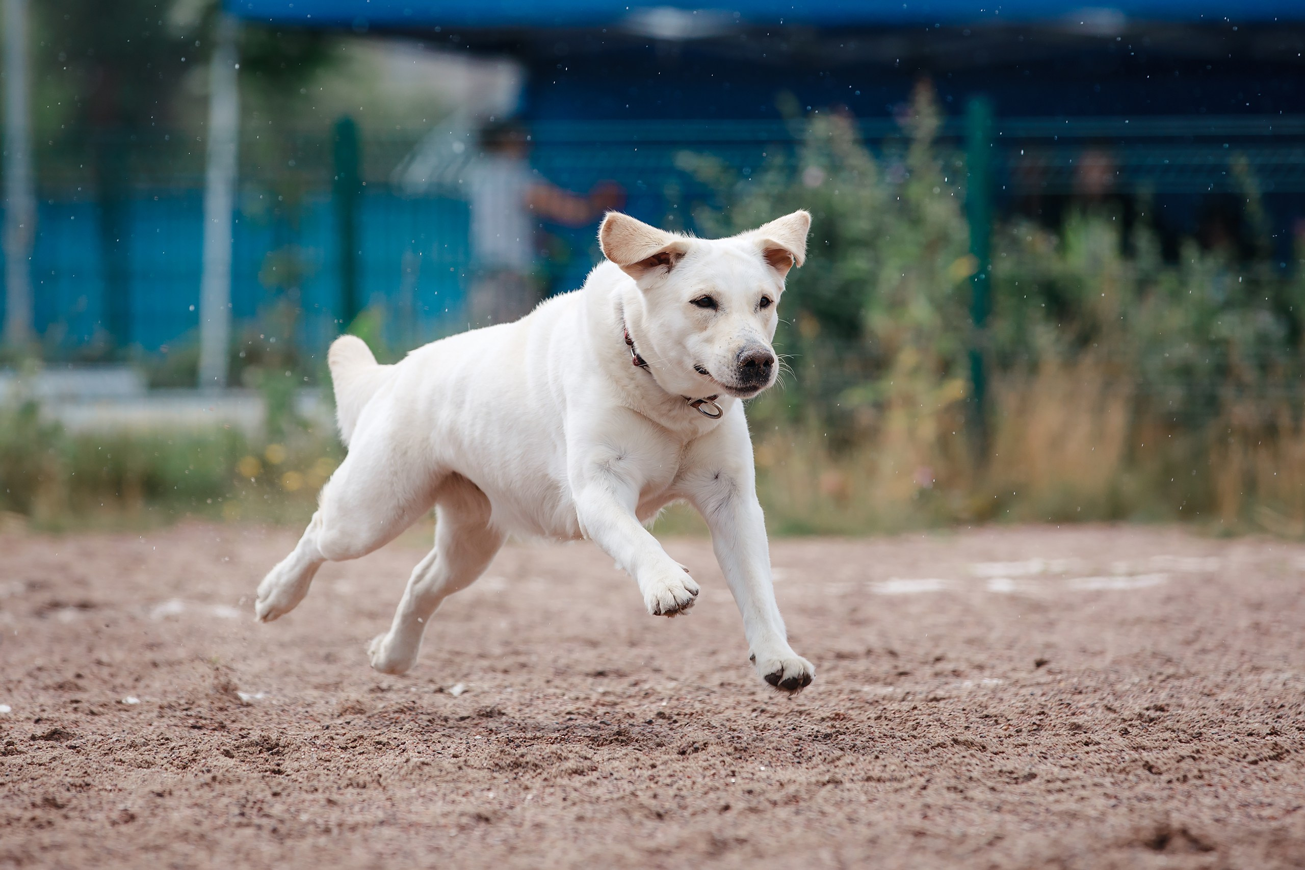 Питч&Гоу + веселые старты. Фотограф-анималист Mary Mart — Москва, Питер
