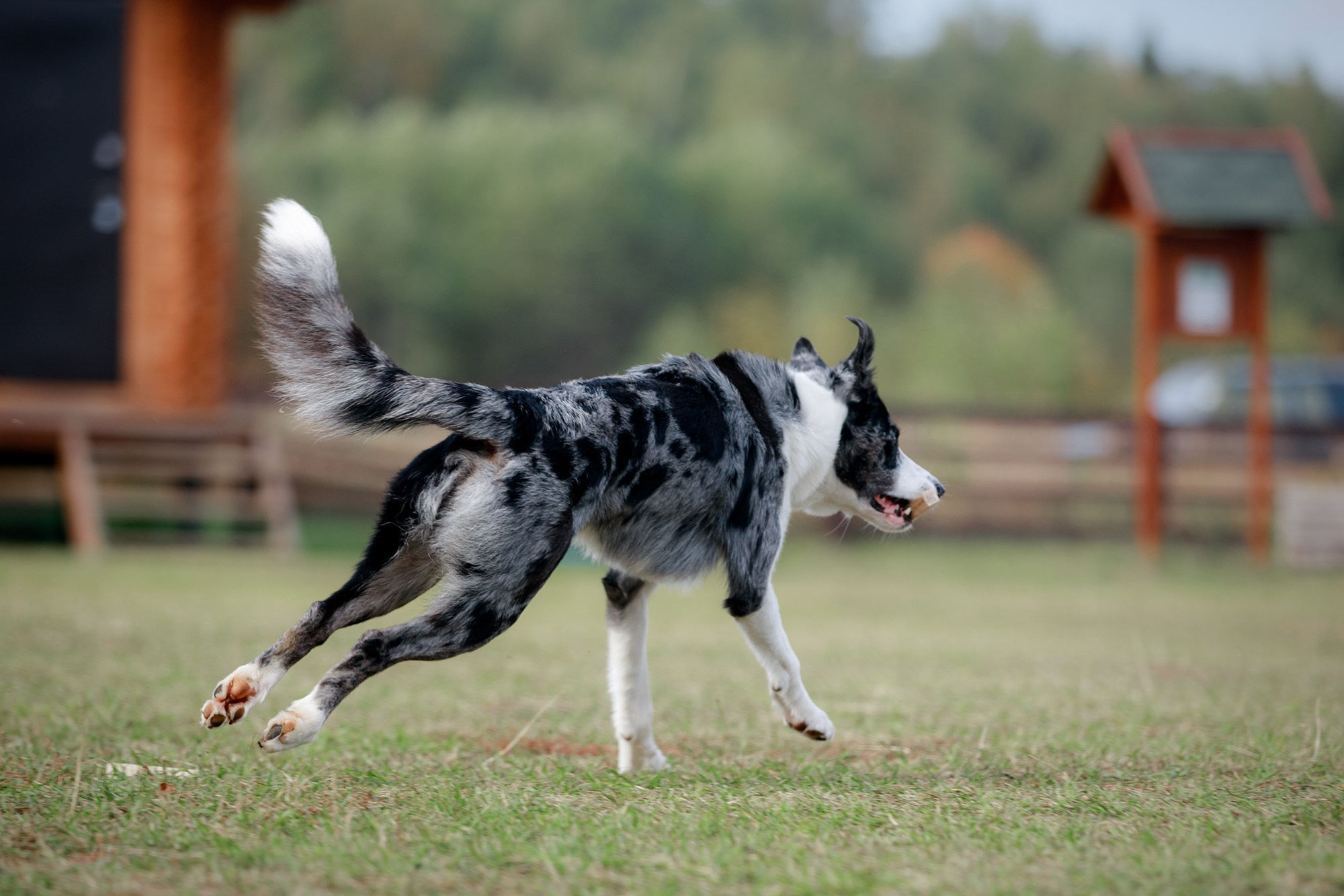 Лагерь по ОБД с Инной Баженовой. Фотограф-анималист Mary Mart — Москва, Питер