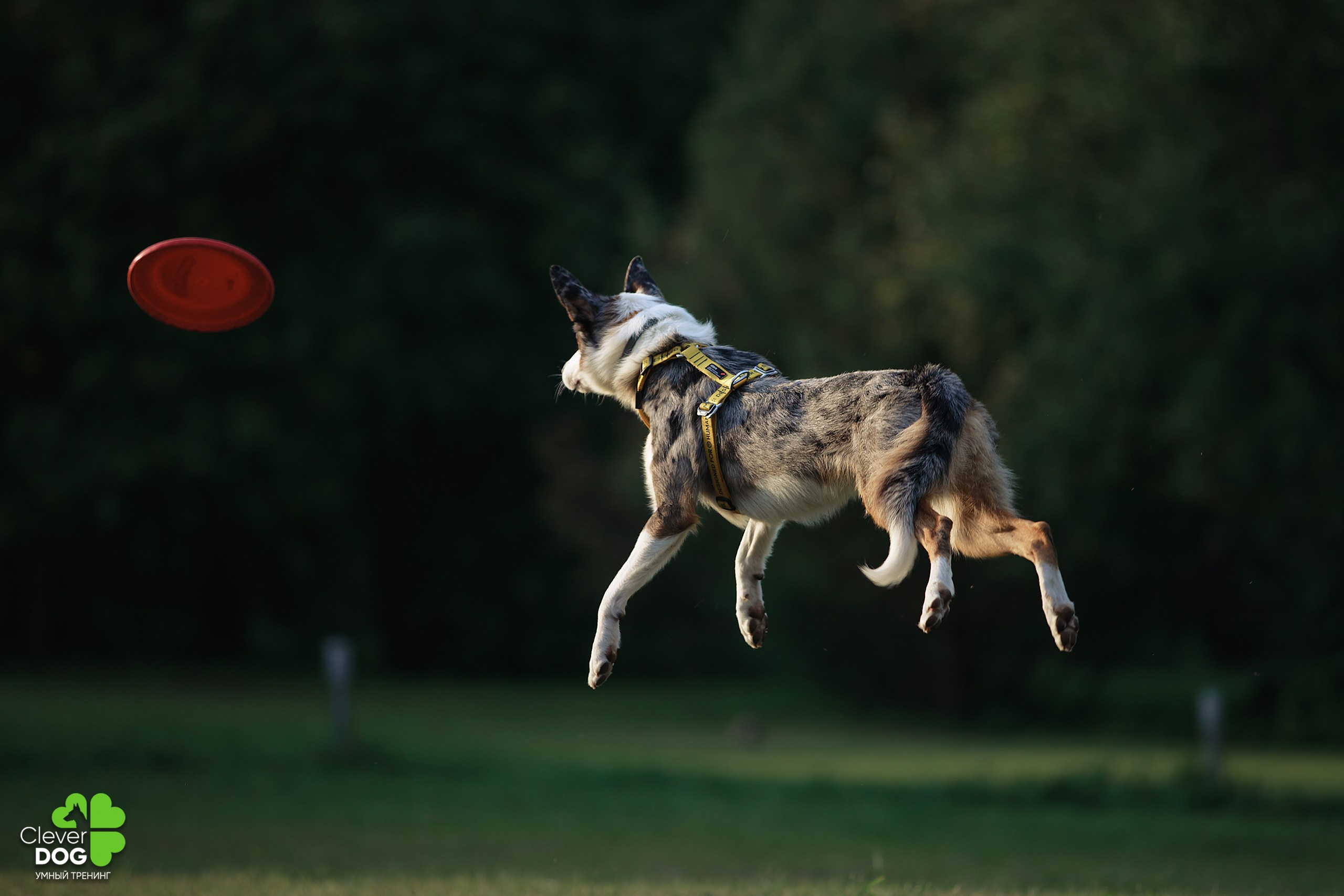 Кинологический лагерь CleverDog, 2024. Фотограф-анималист Mary Mart — Москва, Питер