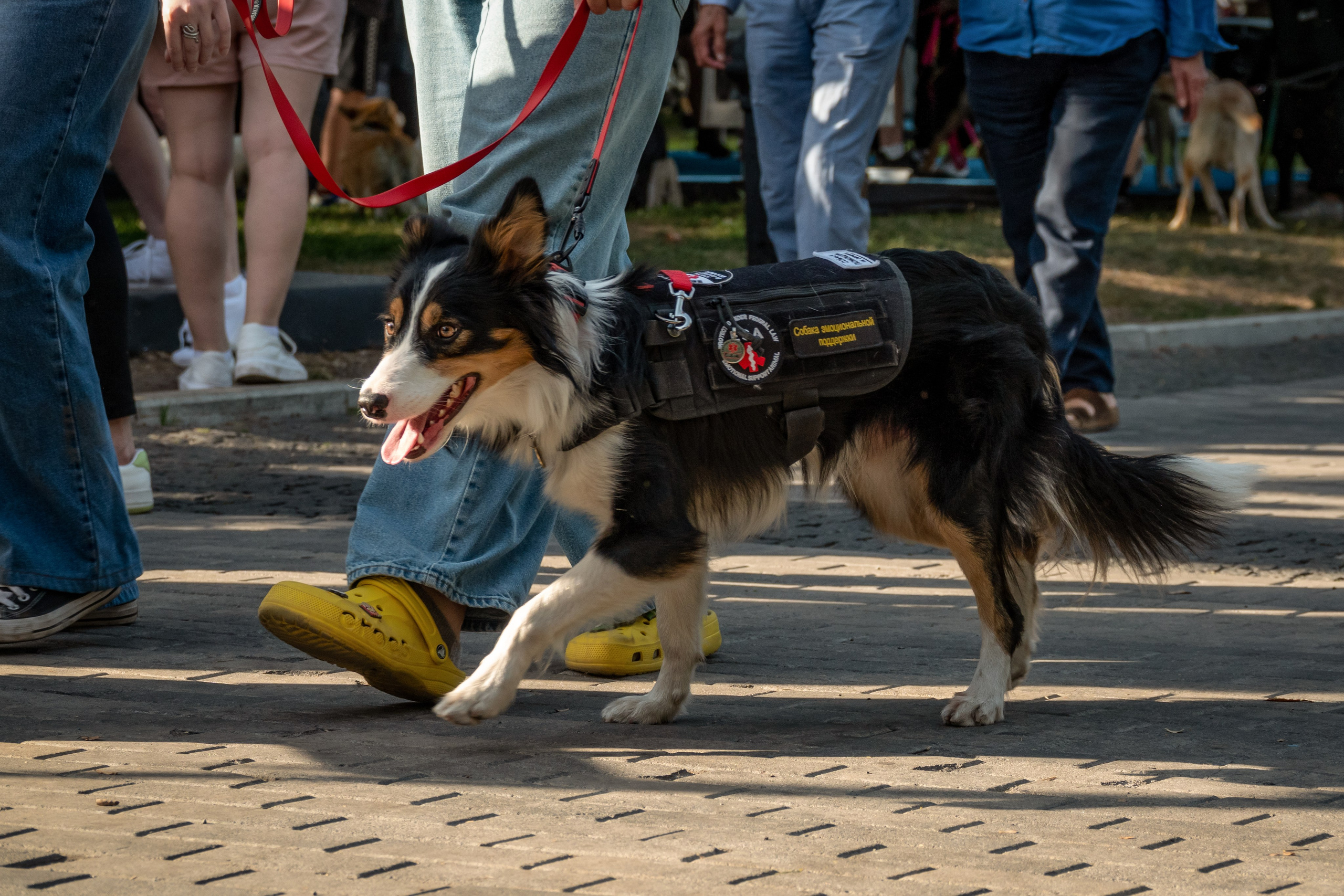 Petshop Days 2024. Фотограф-анималист в Москве Юлия Лайхо