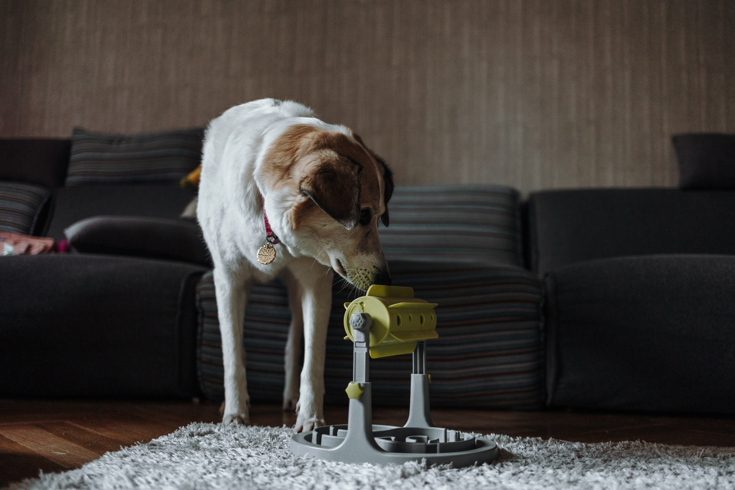 Саша и ее хвосты. Фотограф — Анималист | Санкт-Петербург