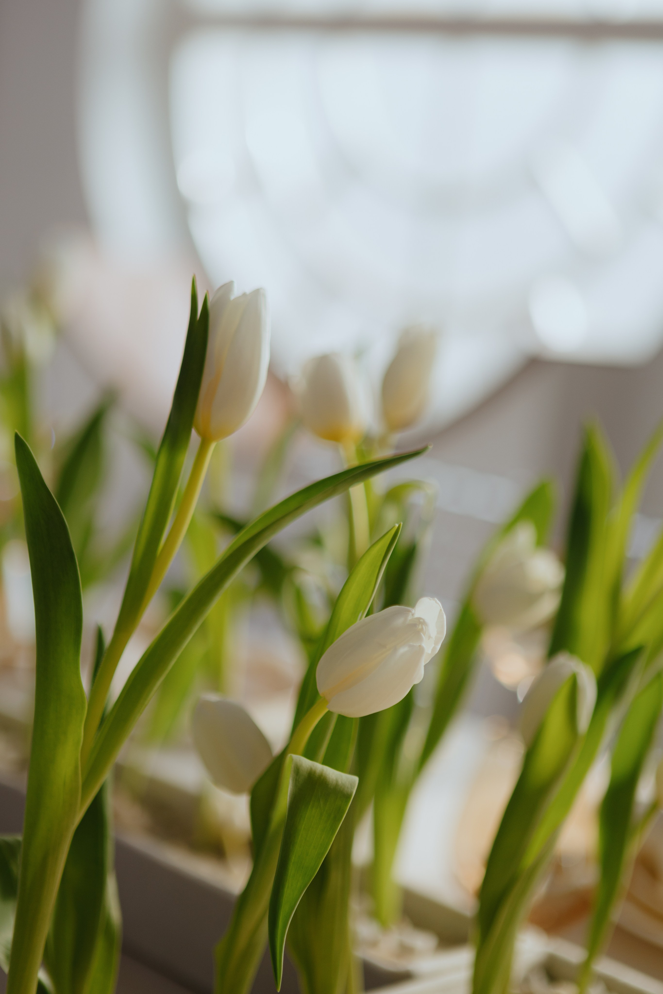 «НА ЗАРЕ» | 01.03.2025| г. Москва, Hertz hall. МашаШарики | Декоратор | Москва