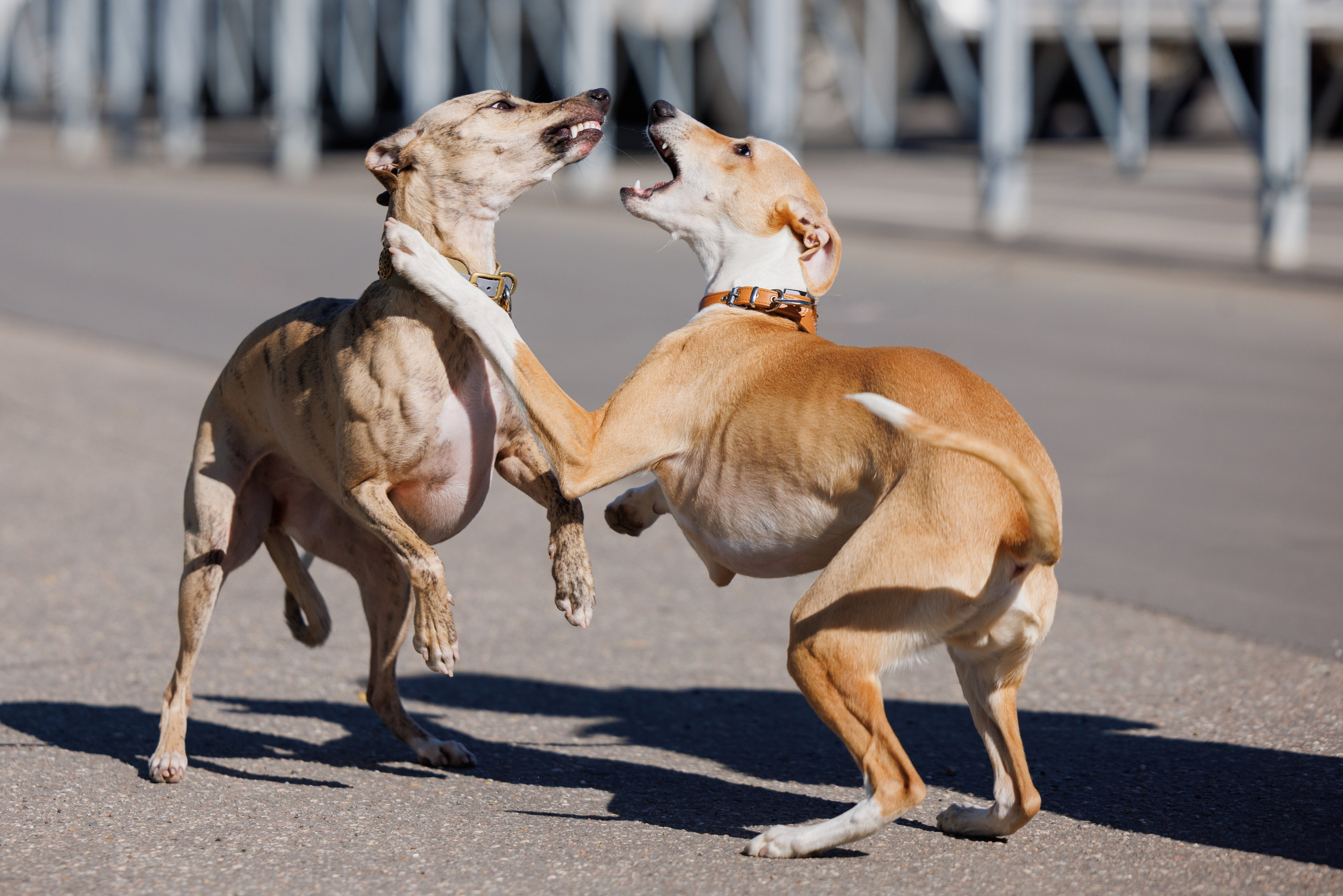 Сфера и Крокус 8,9,16 и 30.03.2025. Фотограф-анималист Юлия Германика