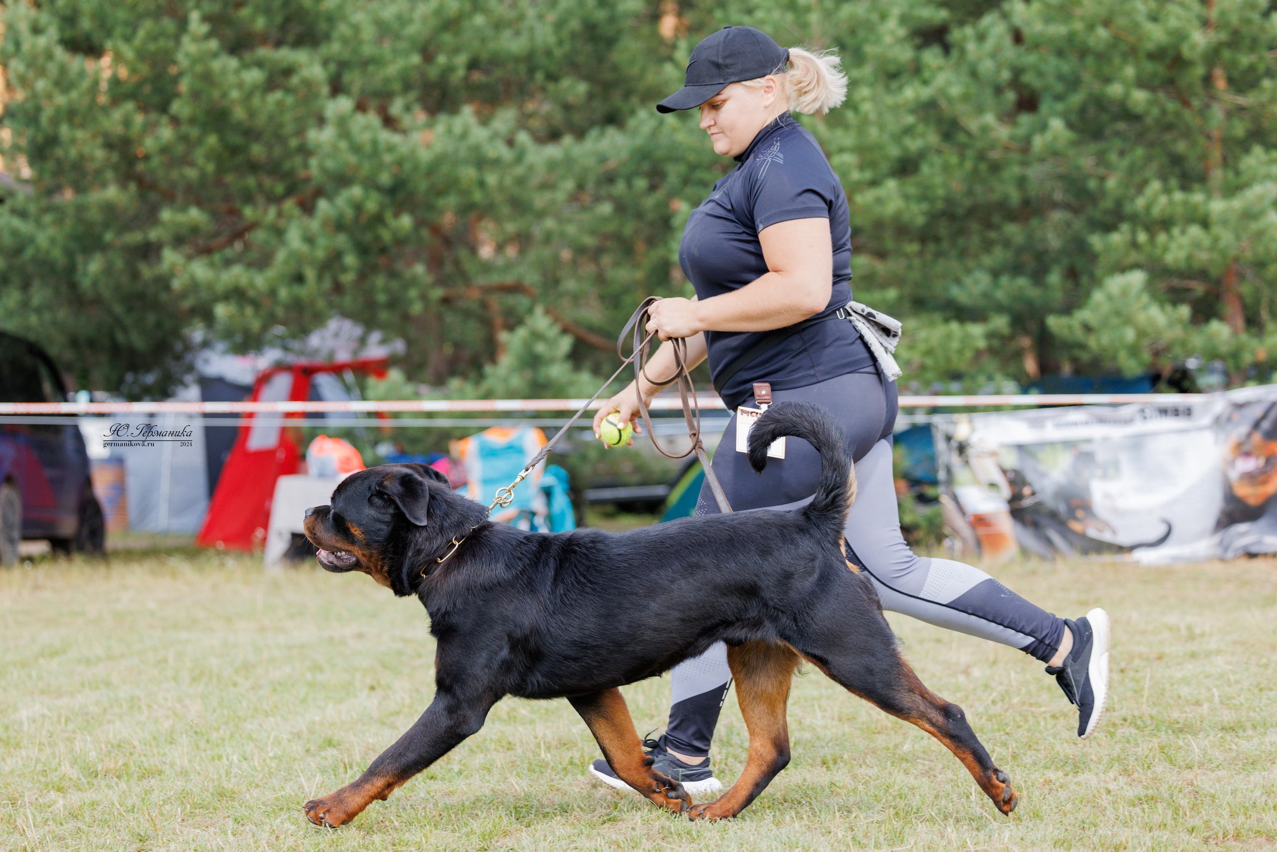 ПК и КЧК ротвейлеры Тверь 6-7.07.2024. Фотограф-анималист Юлия Германика
