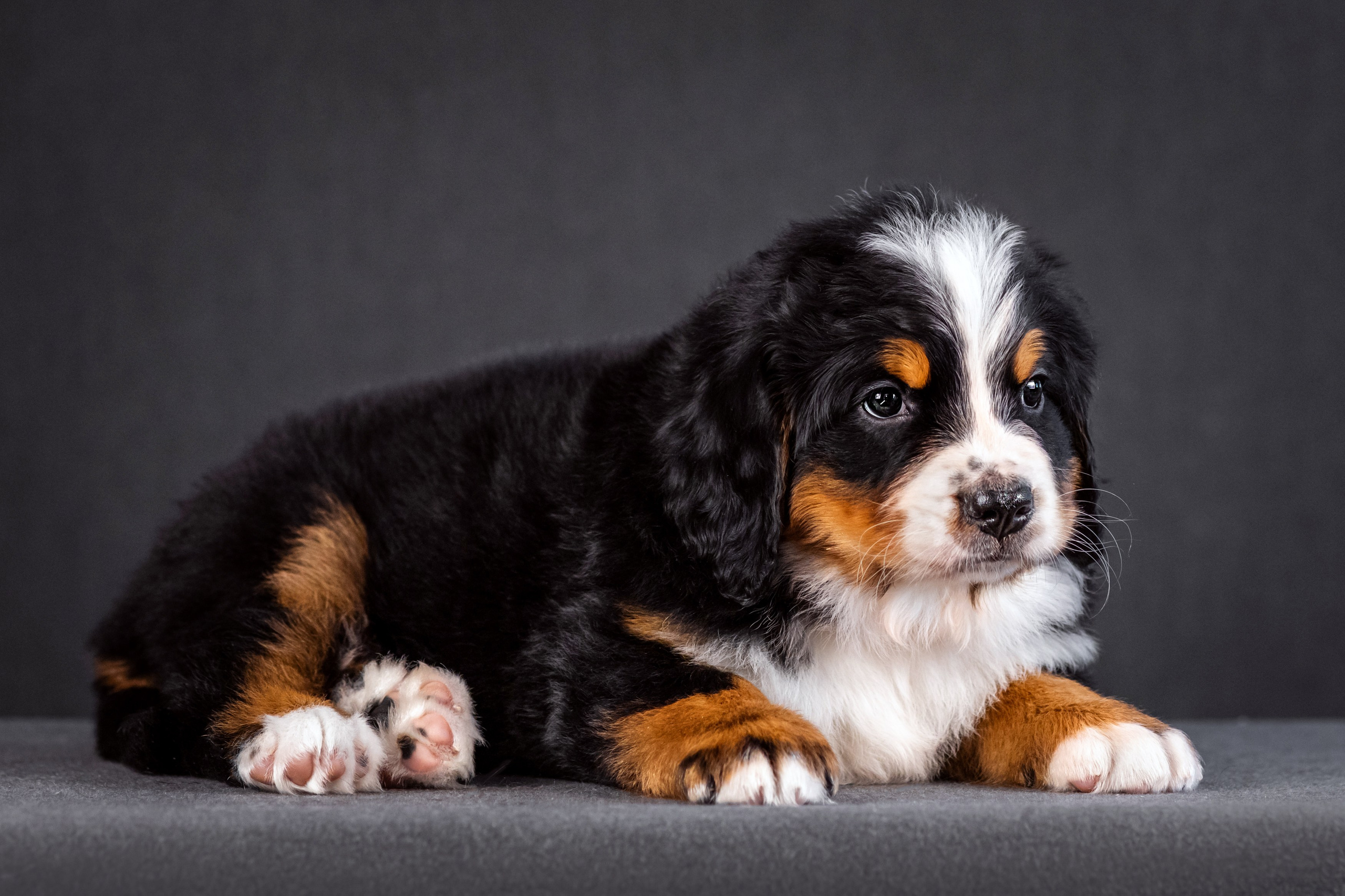 Берны. Фотограф анималист Аня Ливанова | Рыбинск