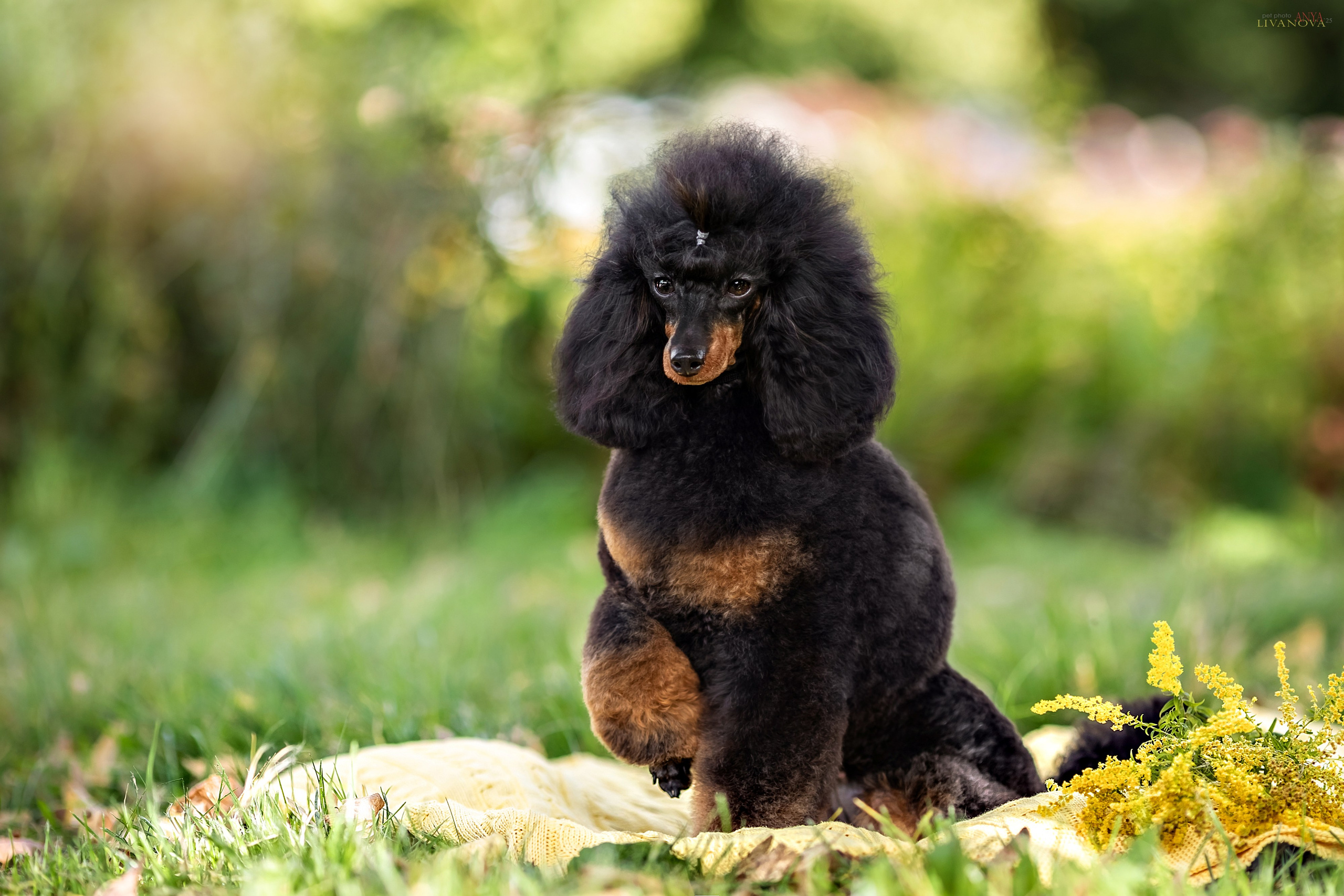 Пудель. Фотограф анималист Аня Ливанова | Рыбинск