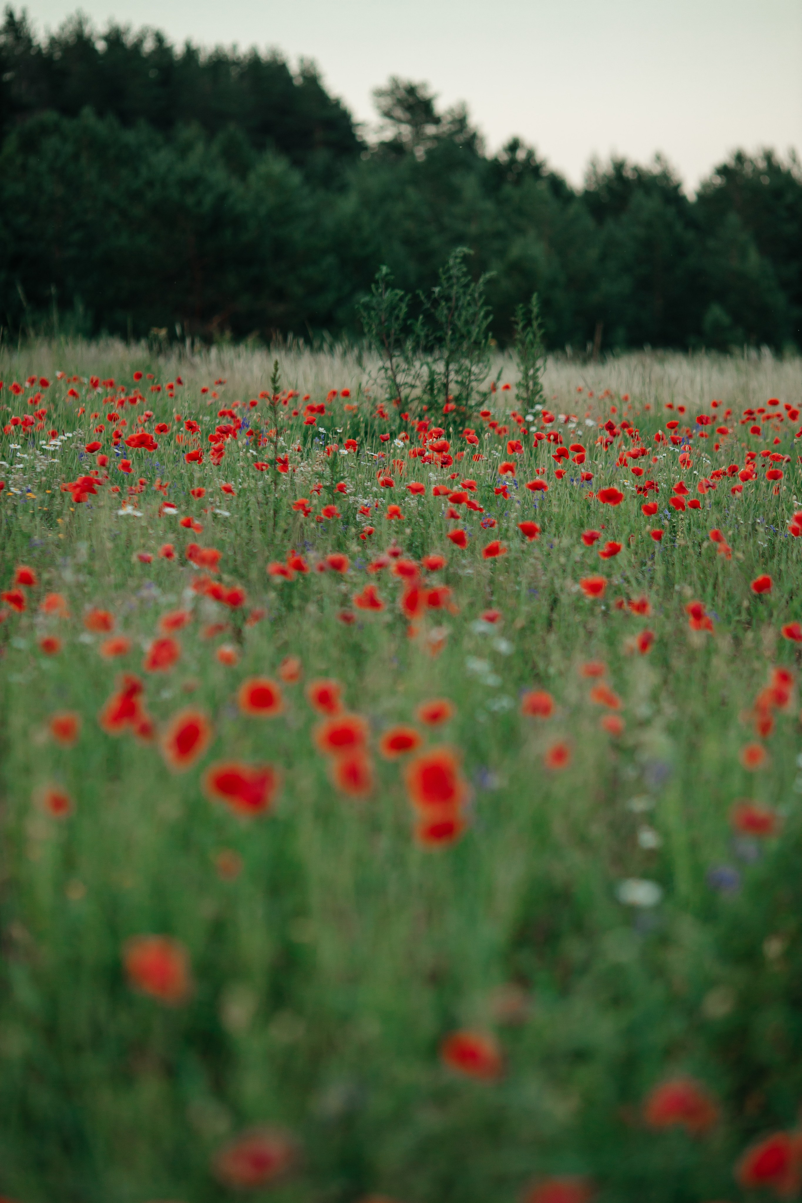 Маковое поле, Павы. Семейный и детский фотограф в Пскове и Санкт-Петербурге Яна Калинина