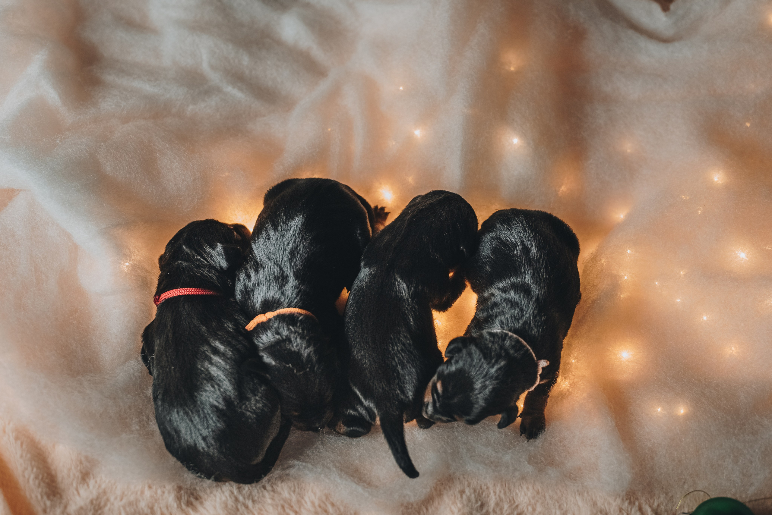 Pinschers. Natalia Finch Photography — Family, Kids & Pet Photographer in Chicago, IL