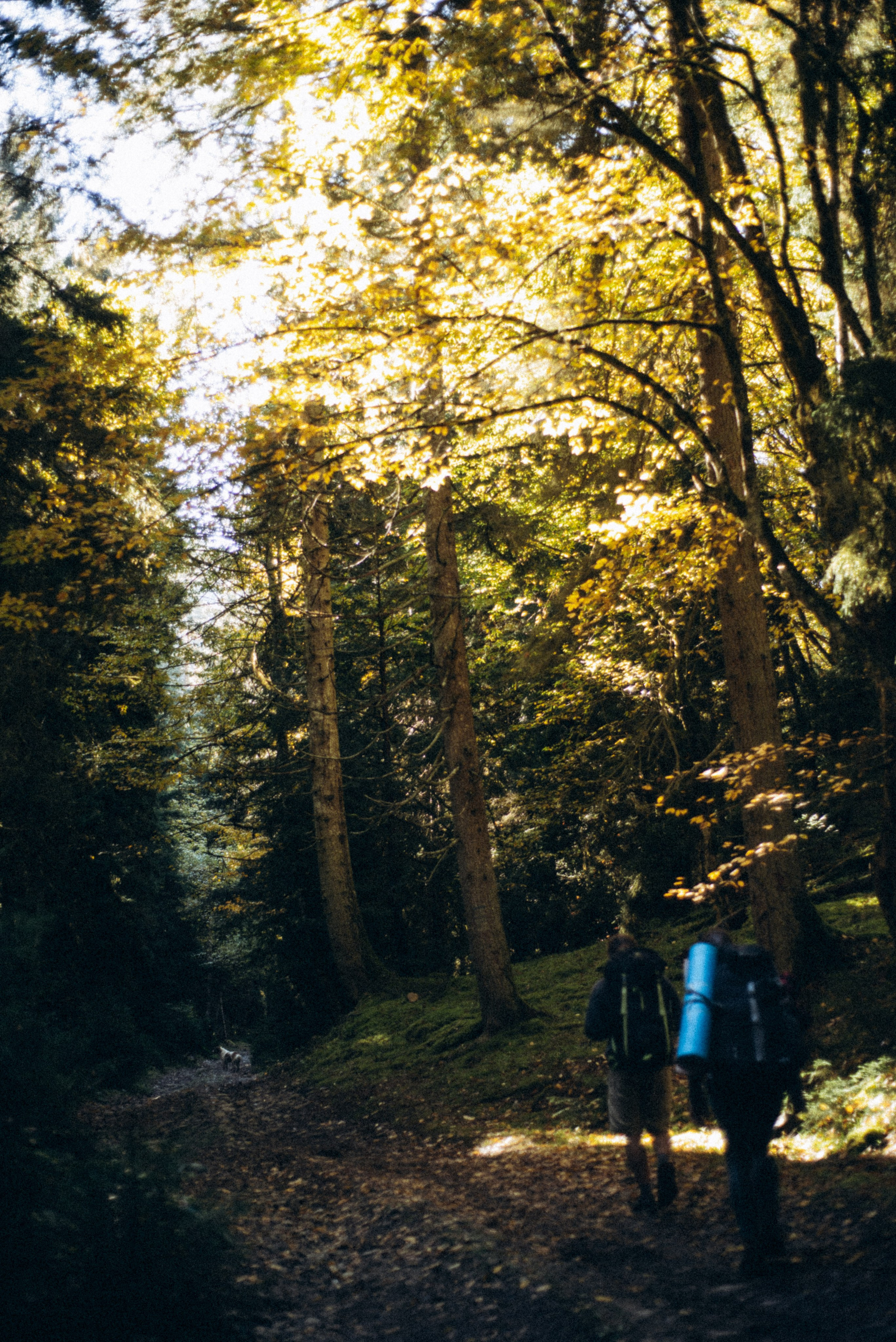 Боржоми, Грузия 🇬🇪. Anita_photo