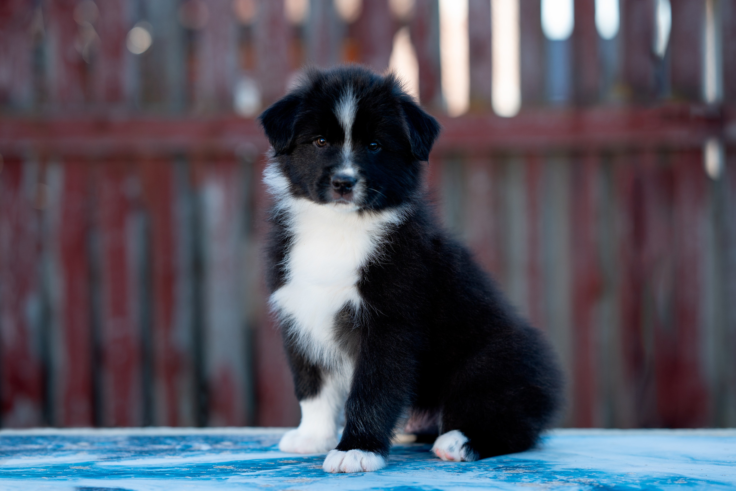 Заводчик Влада Эльман. Творческий фотограф Вологда