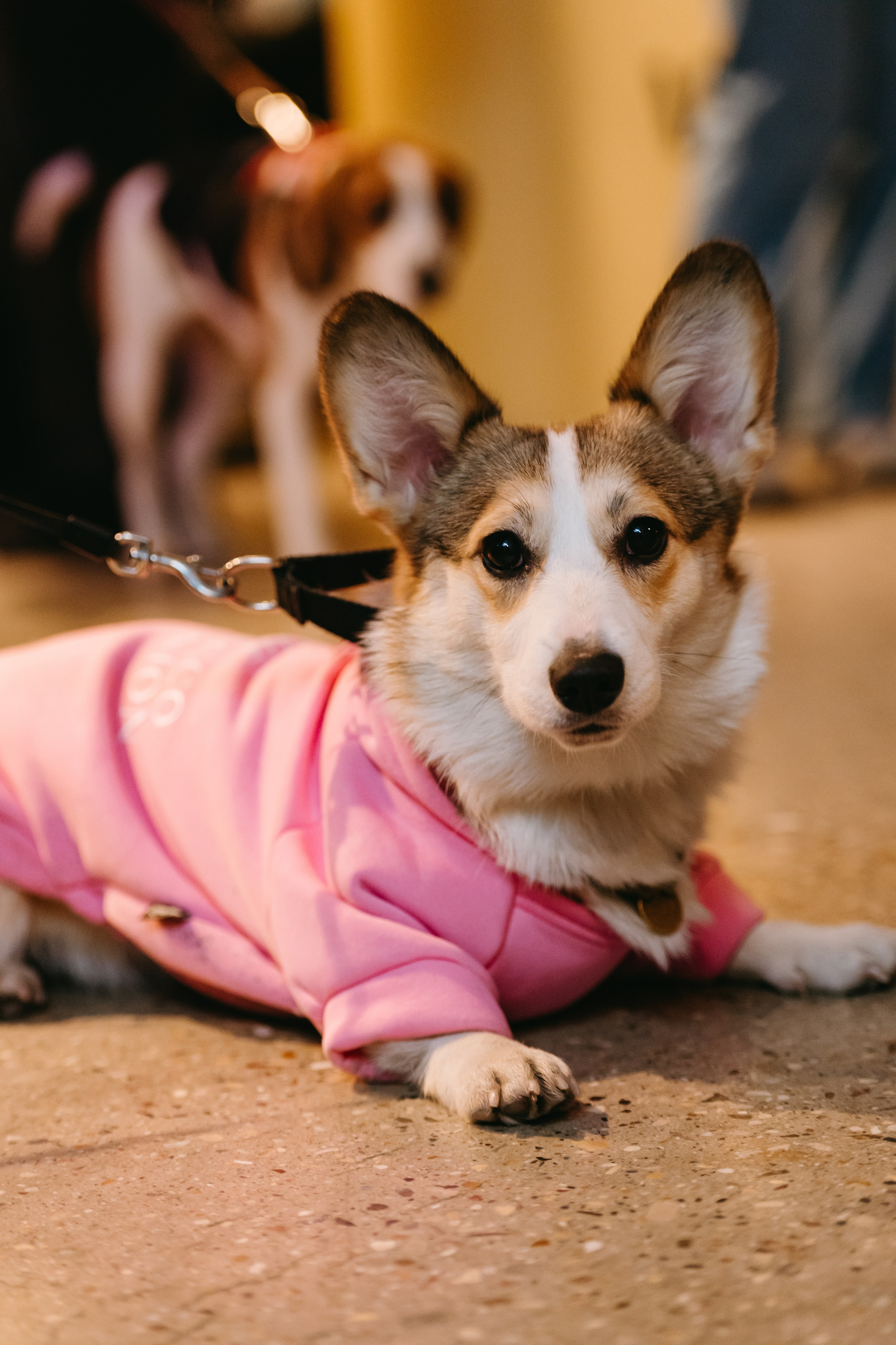 Frisky Dog Day. Фотограф Ирина Авдеева