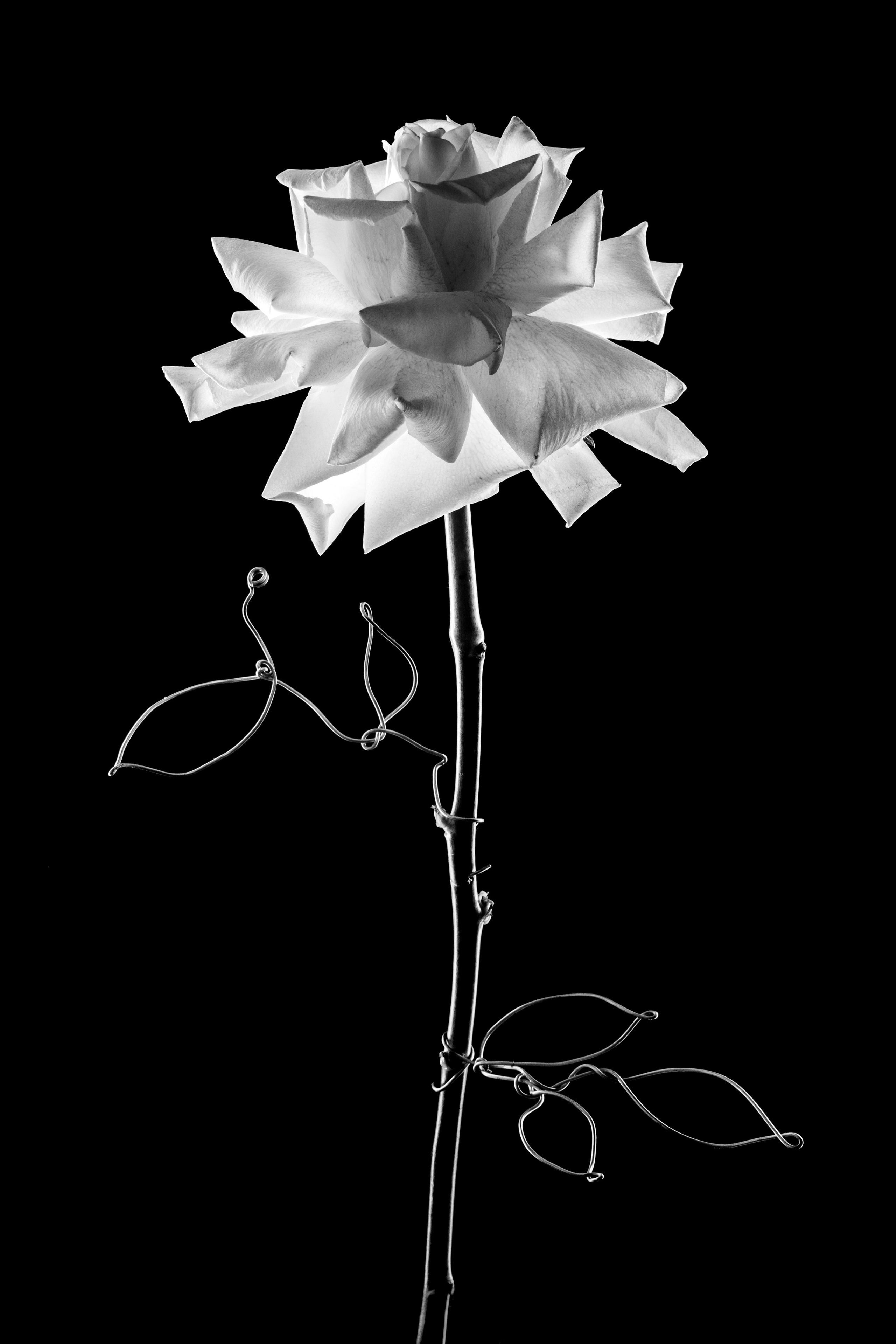 Цветы тревоги. Ксюша Черотченко — фотограф из Санкт-Петербурга