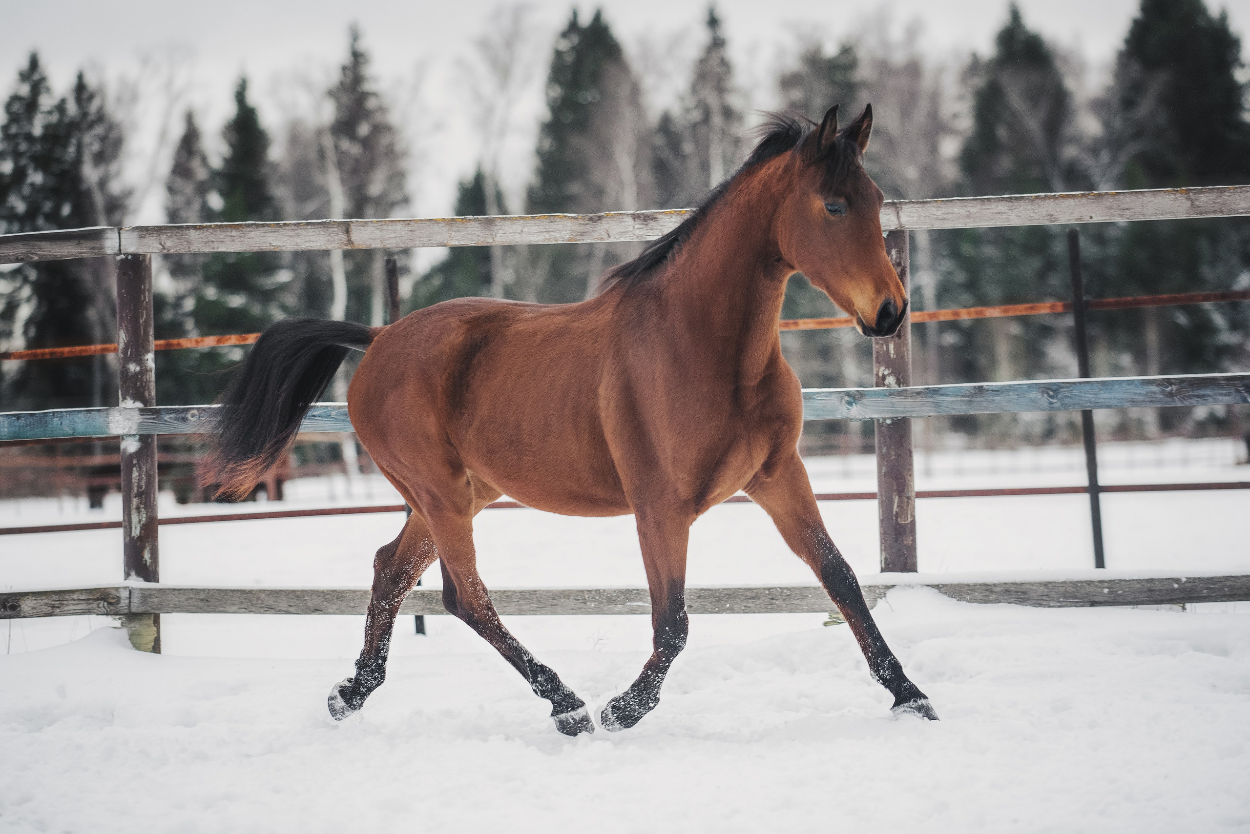 Дестини. Куракина Дарья • Конный фотограф