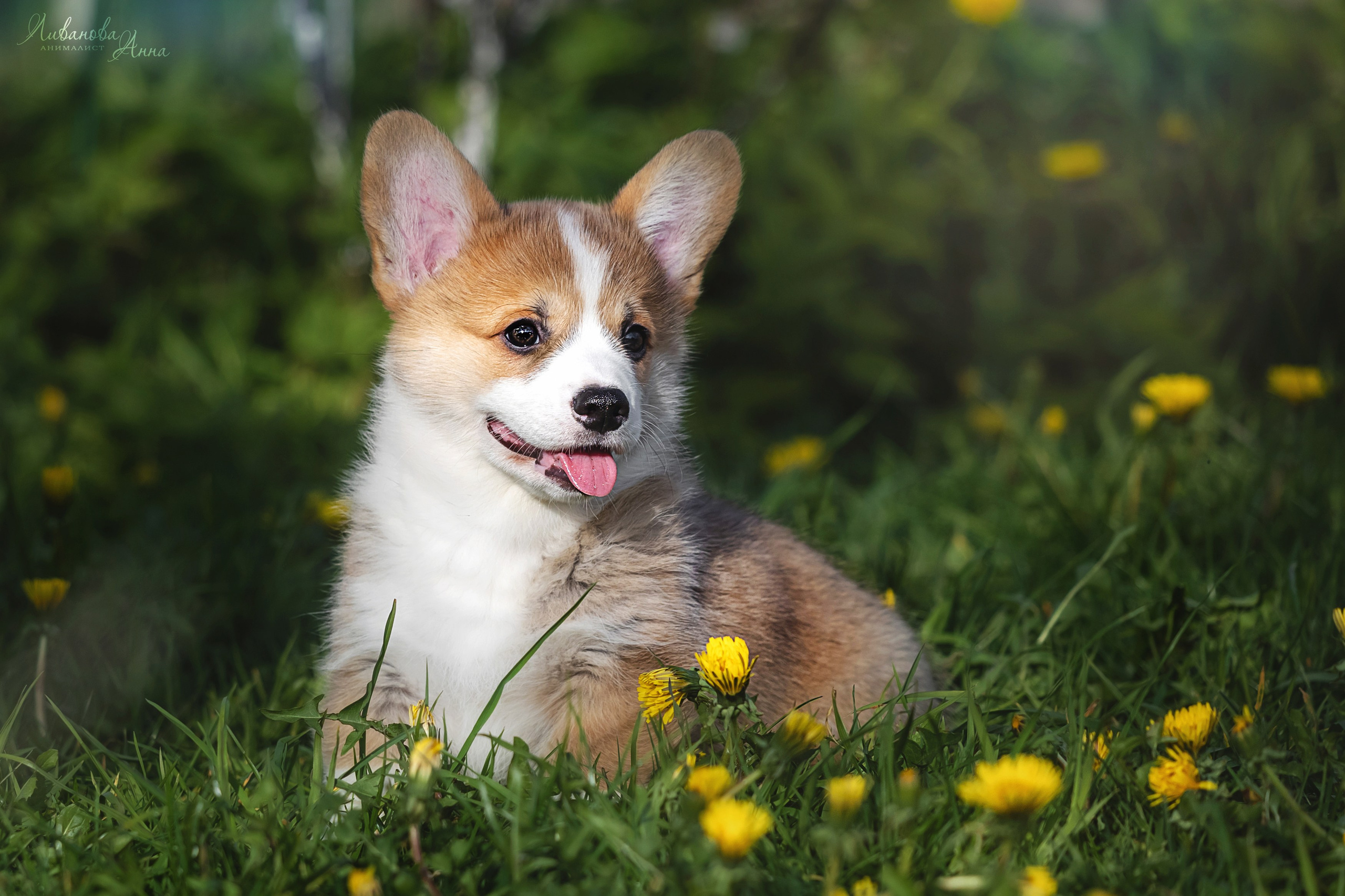 Коржики. Фотограф анималист Аня Ливанова | Рыбинск