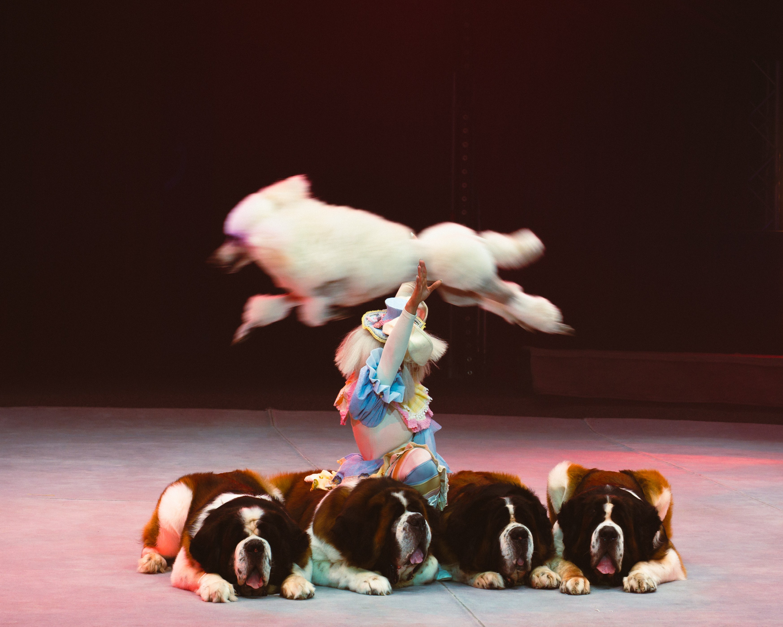 Circus. Фотограф в Москве Шалышко Ангелина