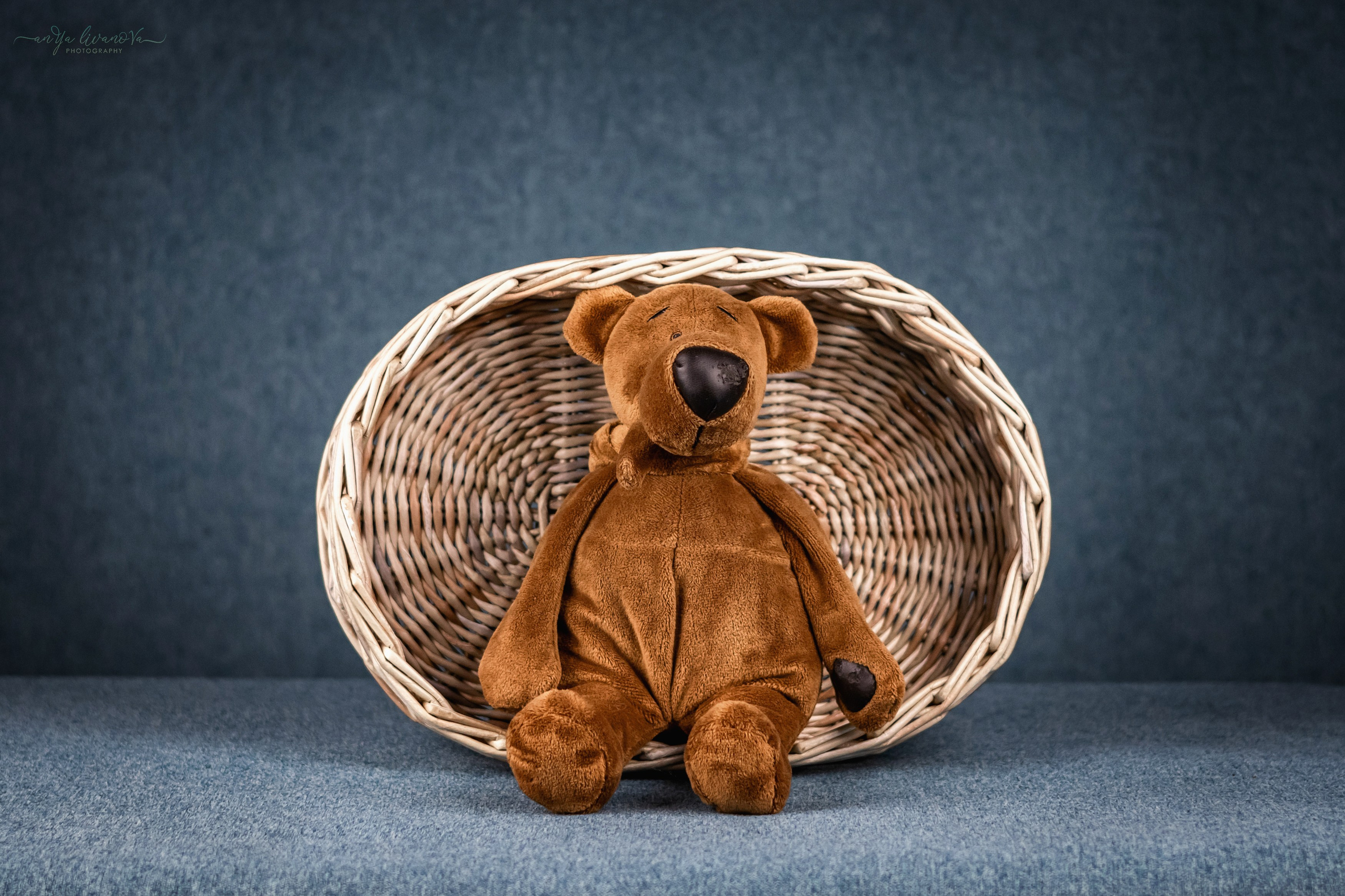 Бирюзовый фон. Фотограф анималист Аня Ливанова | Рыбинск