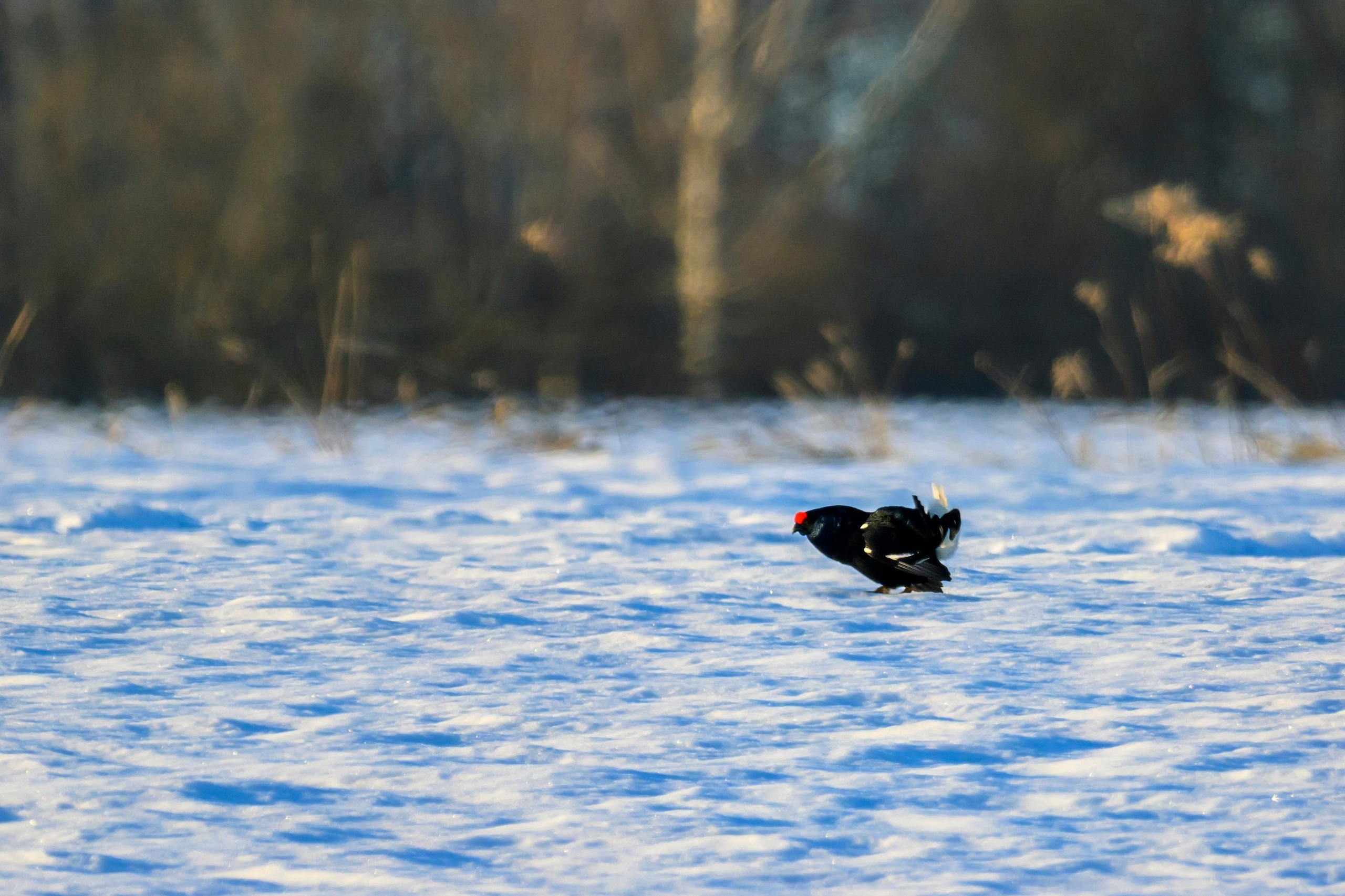 Чёрный ворон, чёрный ворон, Что ж ты вьёшься надо мной?. Фотограф Сергей Пупонин