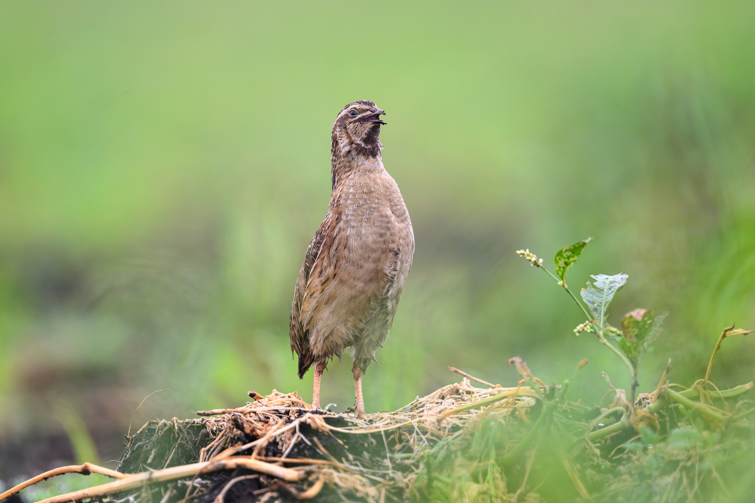Перепела, часть III. Wildlife photography by Sergey Puponin