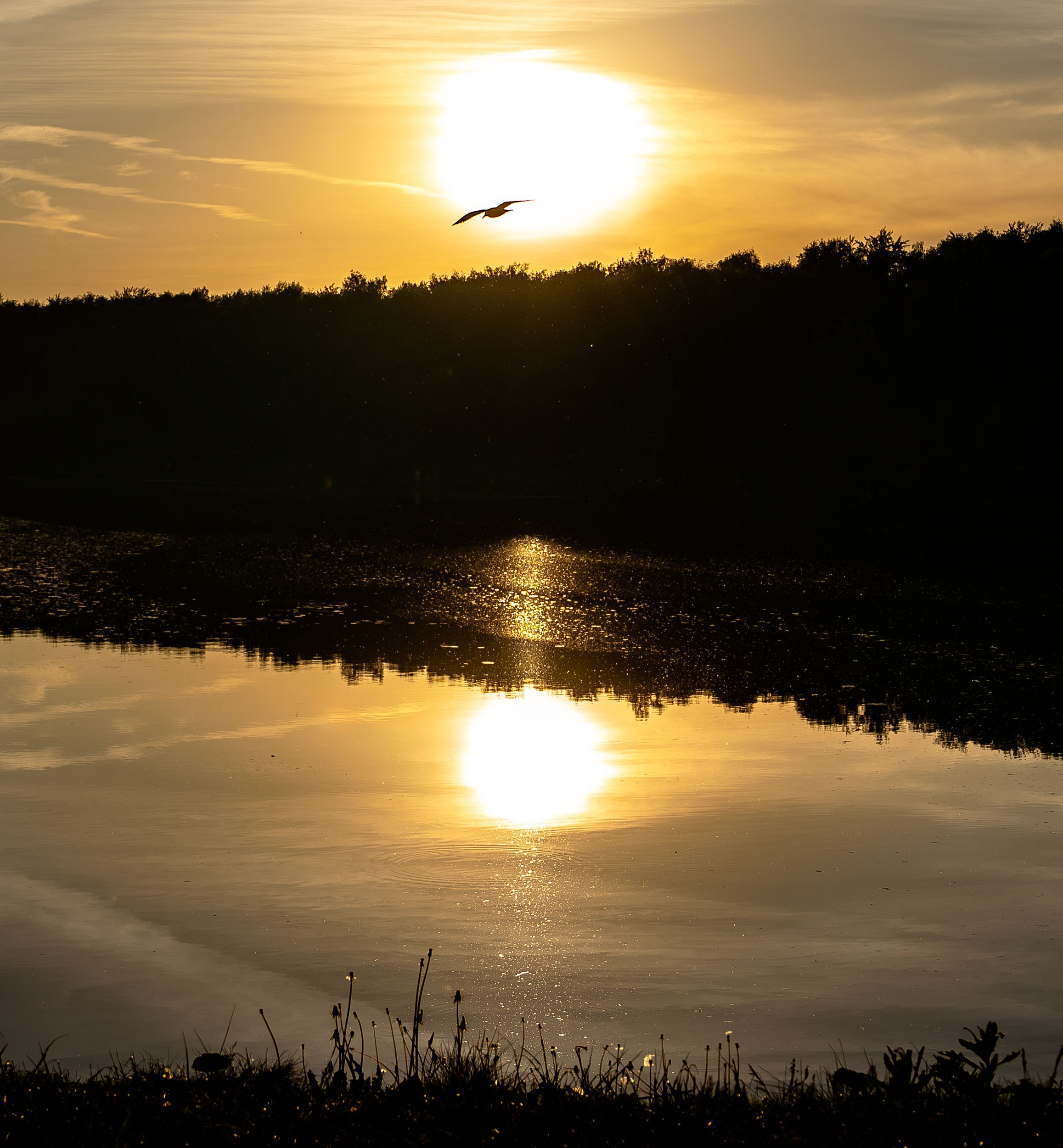 Жизнь в цветах. Алексей Гаас — фотограф