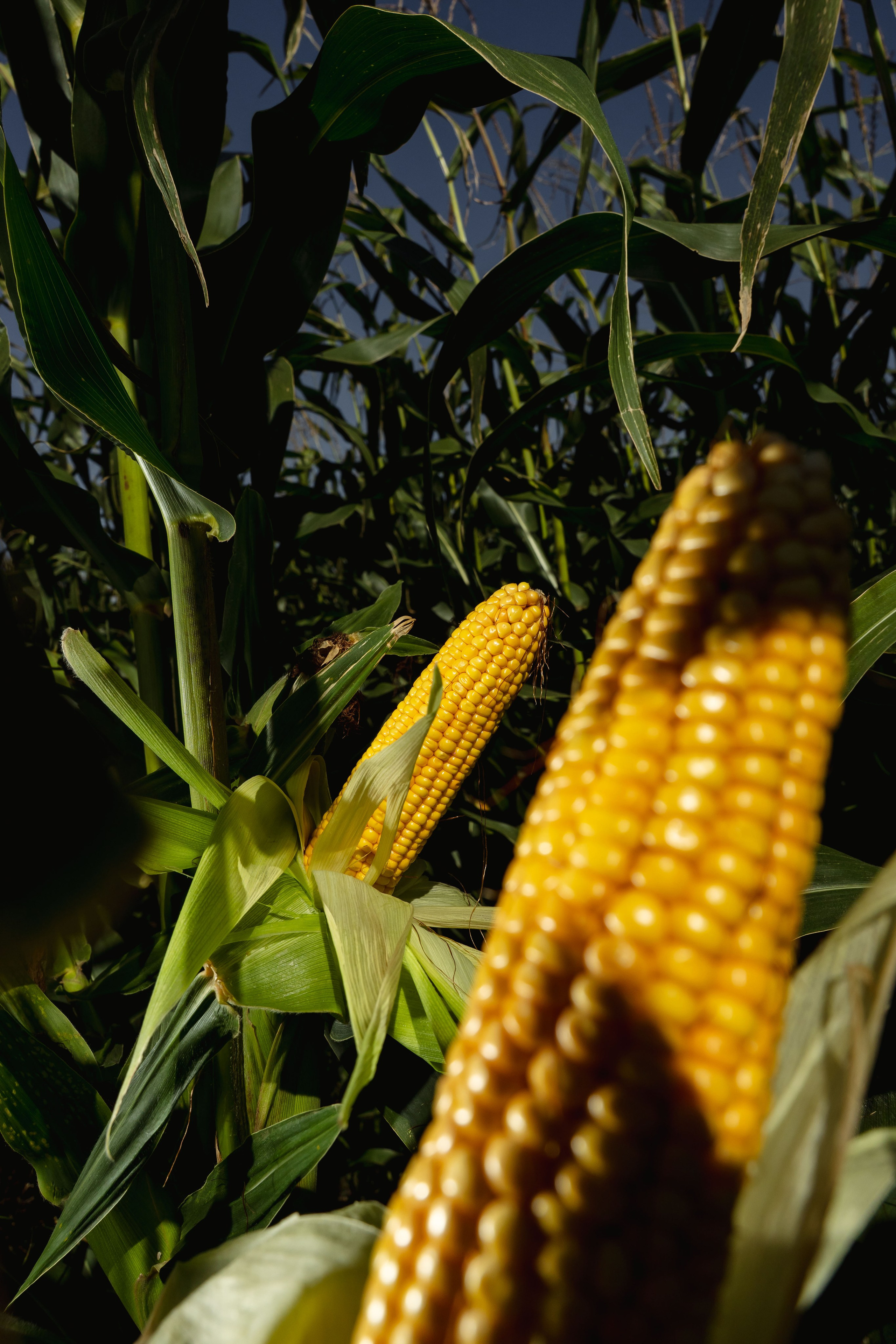 Коммерция. Портретный и событийный фотограф в Барнауле, Москве, Новосибирске