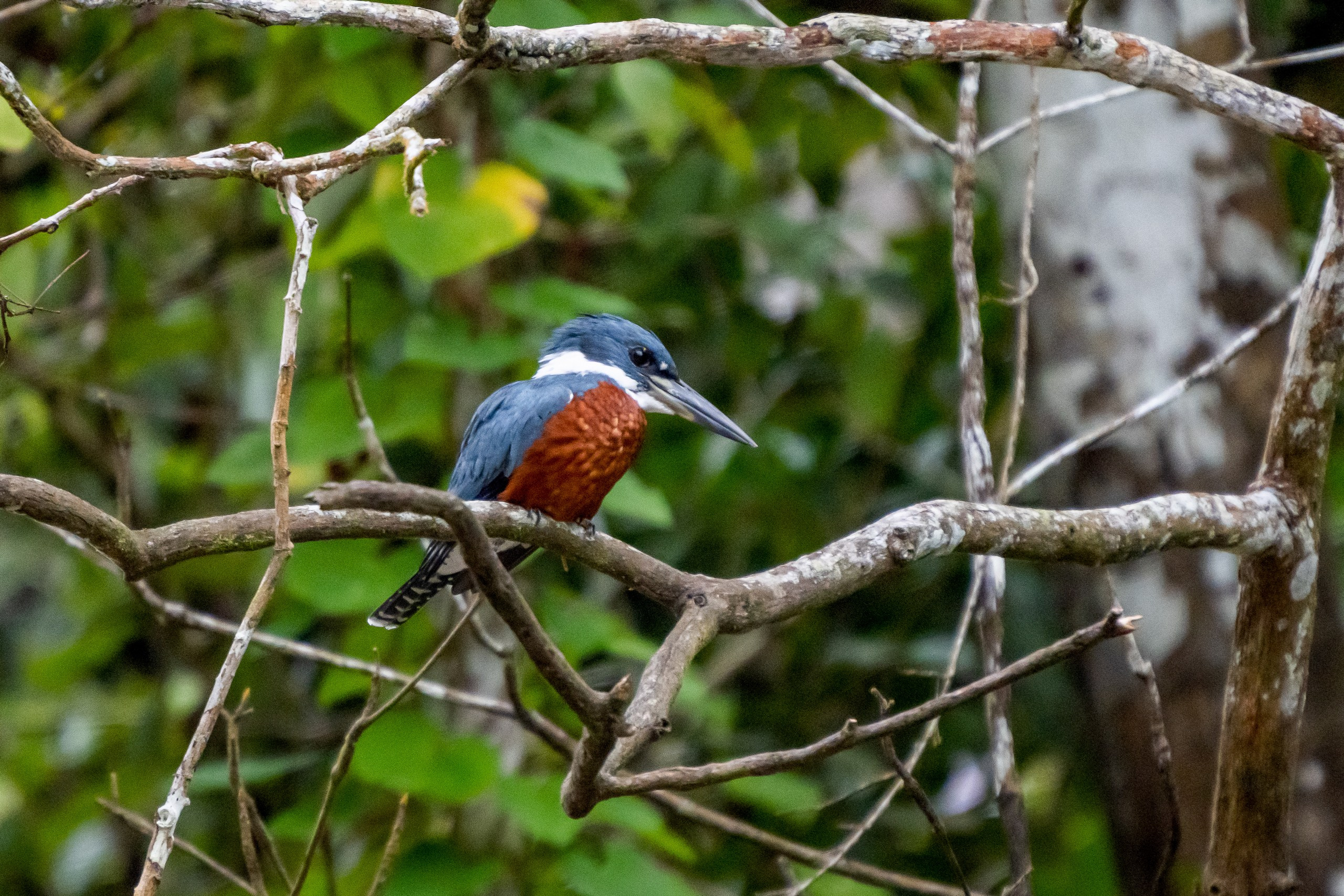 Джунгли Амазонки