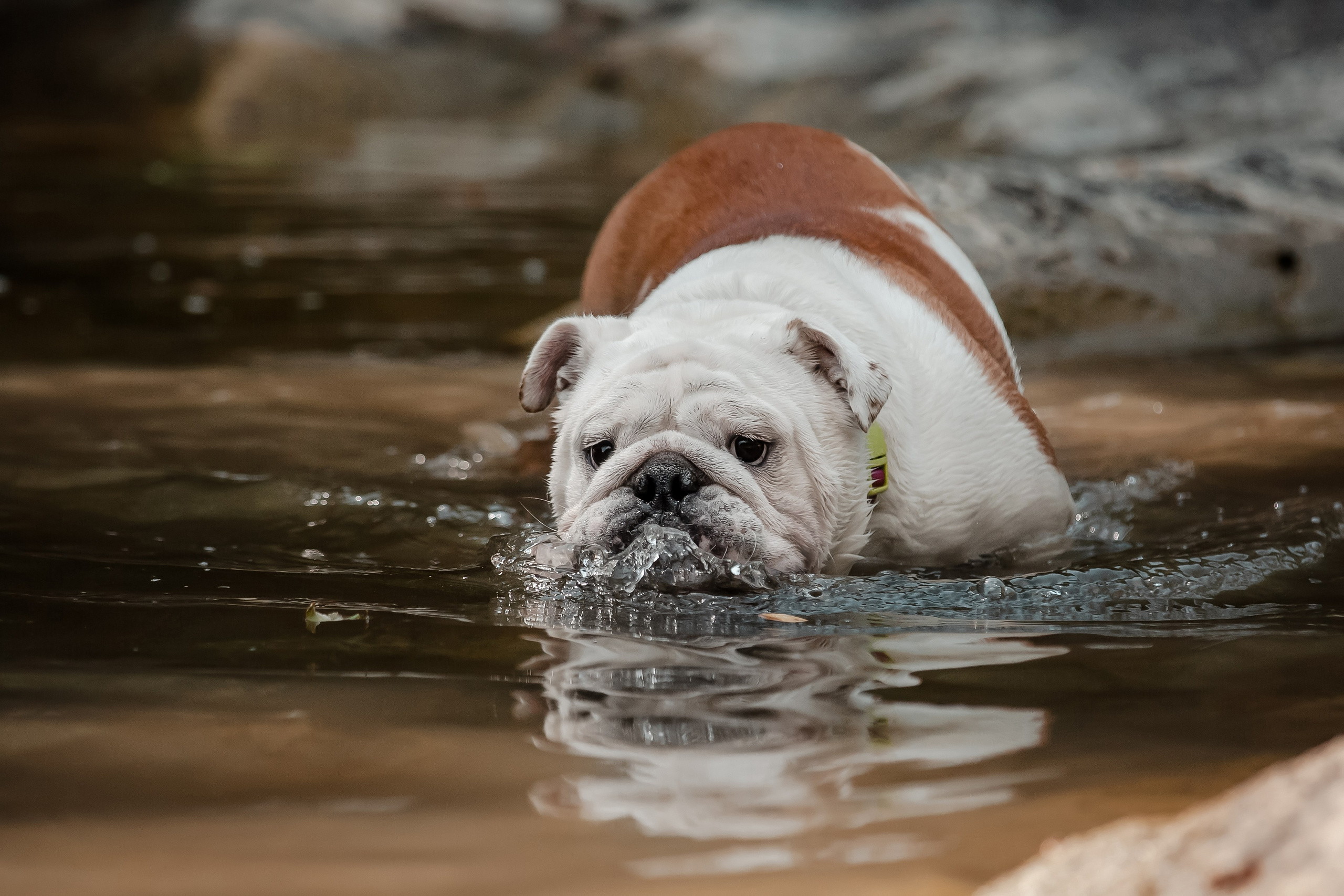 Фотосессия английского бульдога на речке. Фотограф-анималист в Краснодаре Маша Мельникова