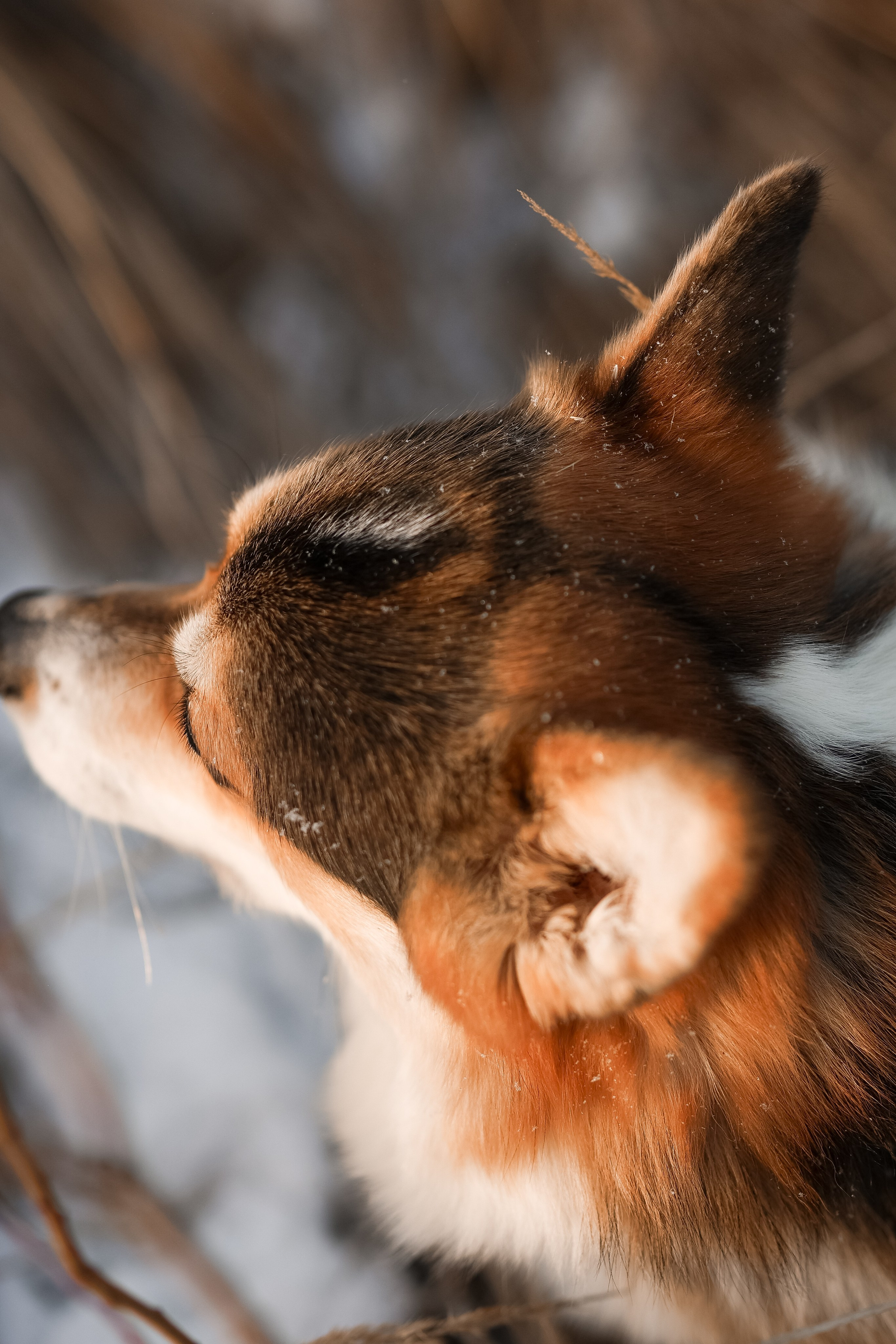 Трой, Балу и Катя. Фотограф-анималист в Москве Кириллова Татьяна