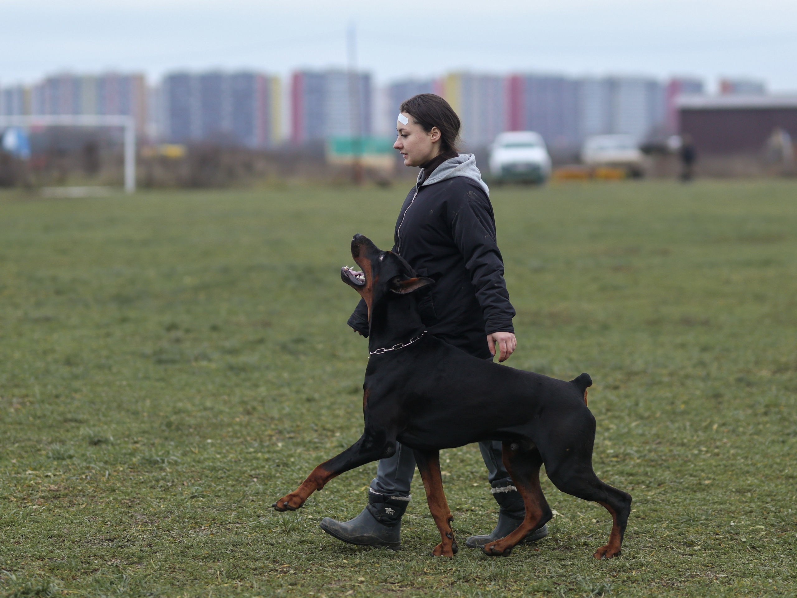 Соревнования BH. Фотограф-анималист в Москве Кириллова Татьяна