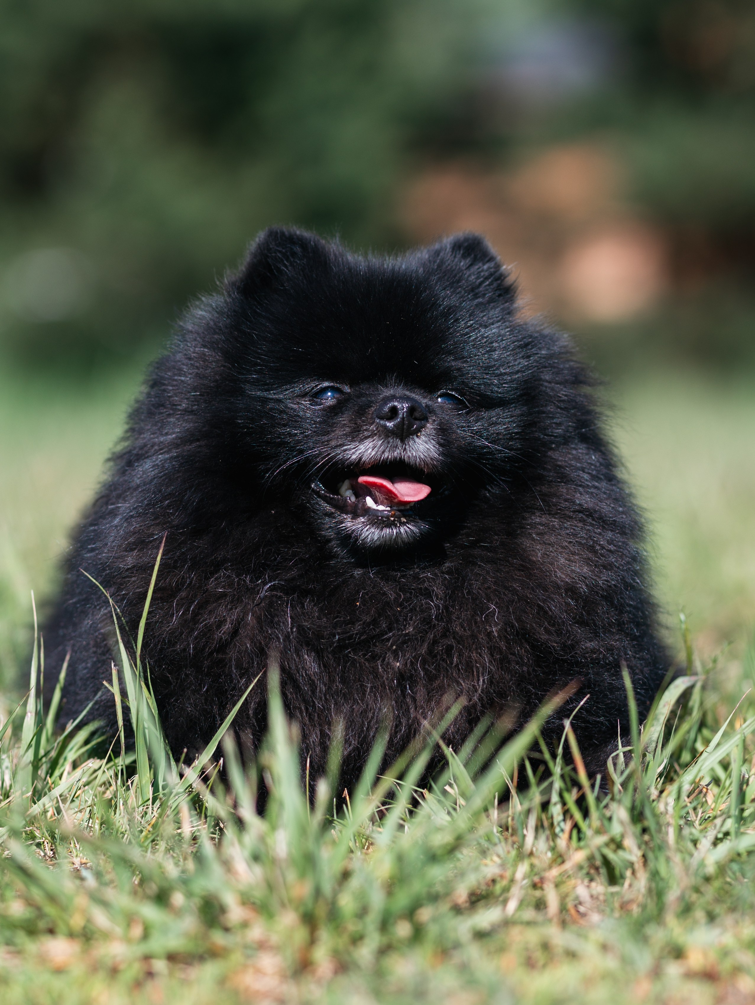 Лагерь ноузворк. Фотограф-анималист в Москве Кириллова Татьяна