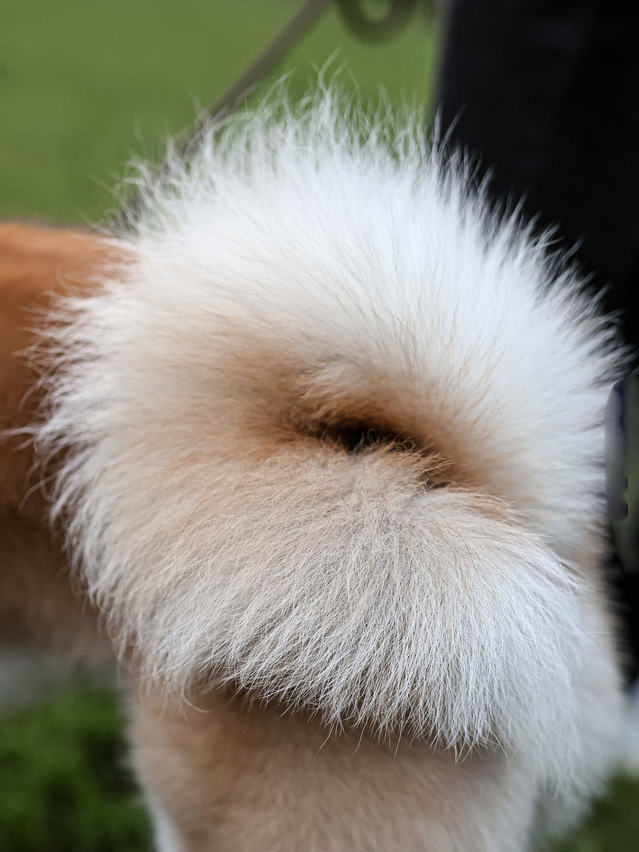 Гранд, Вика и Степан. Фотограф-анималист в Москве Кириллова Татьяна