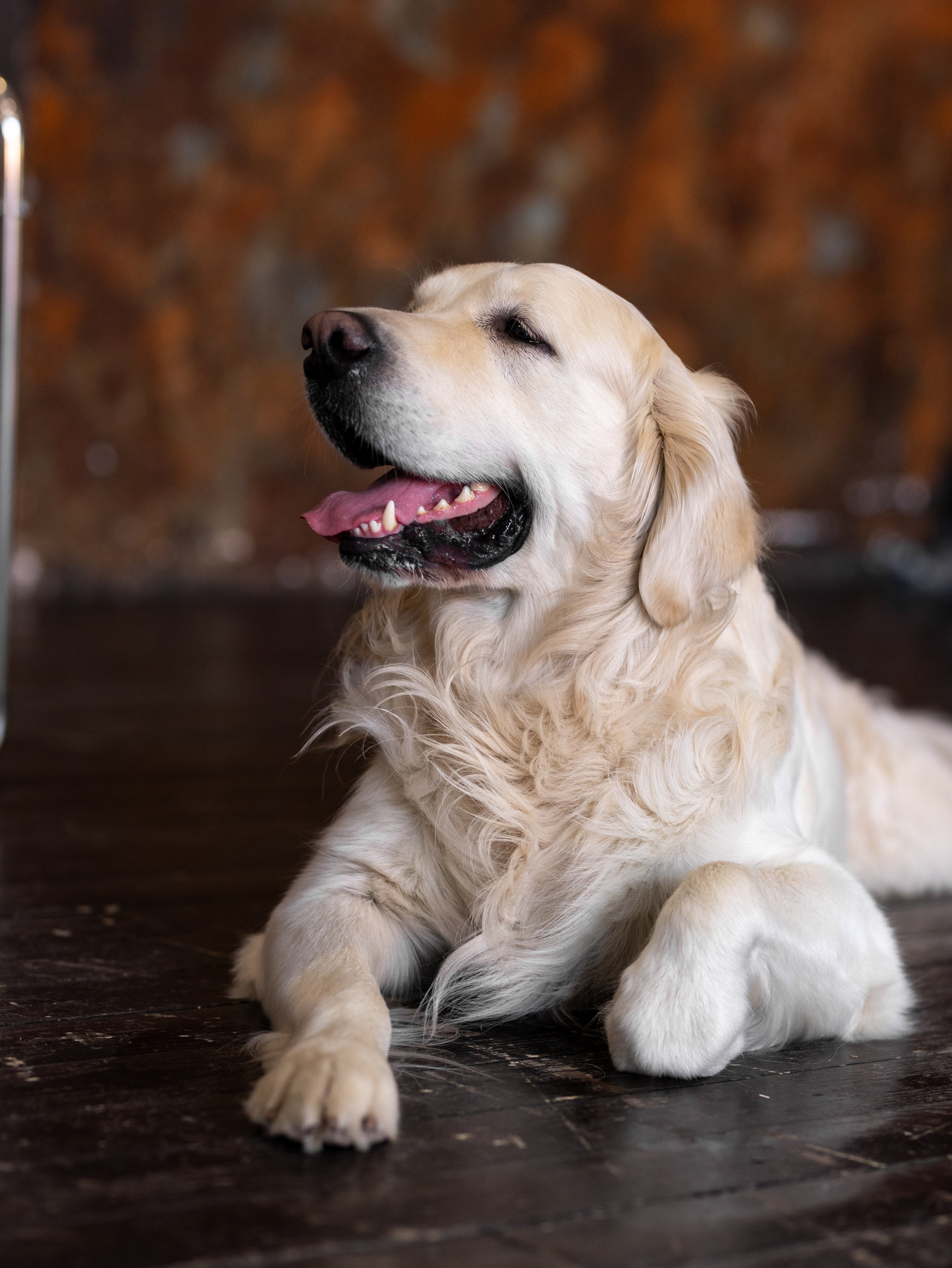Энди и Настя. Фотограф-анималист в Москве Кириллова Татьяна