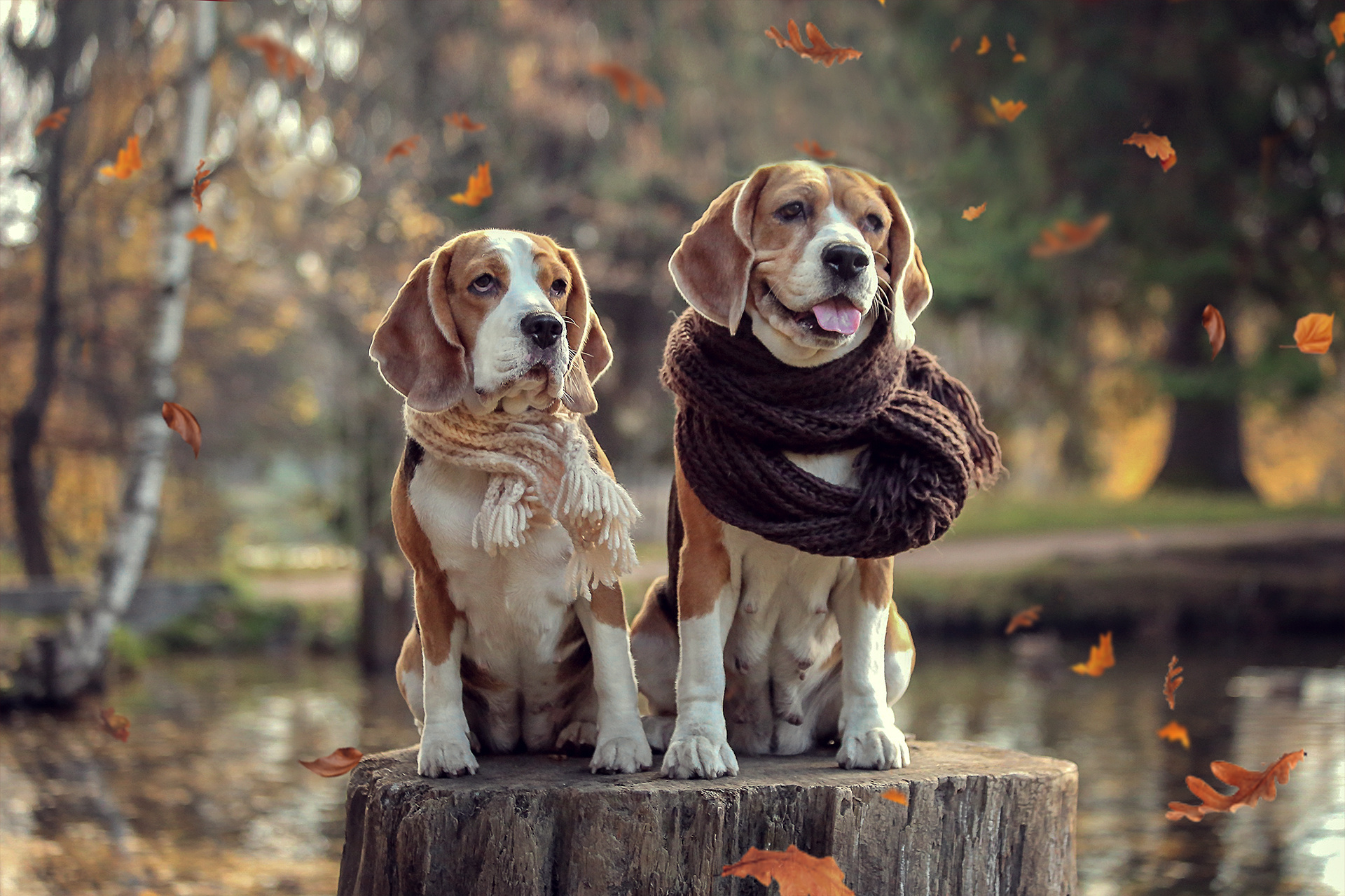 Animals. Детский и семейный фотограф в Санкт-Петербурге Мария Господинова