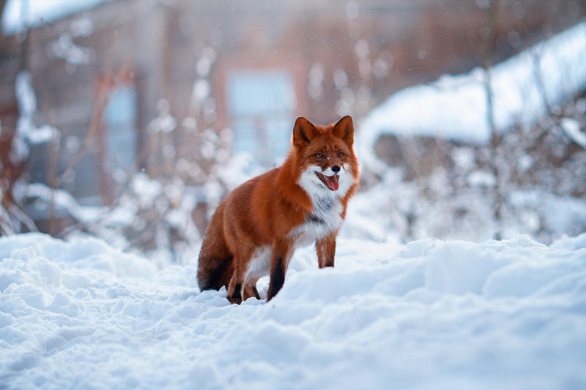 Animals. Детский и семейный фотограф в Санкт-Петербурге Мария Господинова