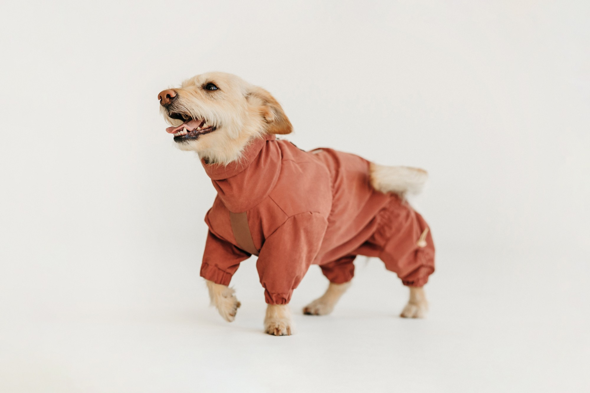 Одежда Lapa`s brand. Фотограф-анималист Елена Радченко, Москва