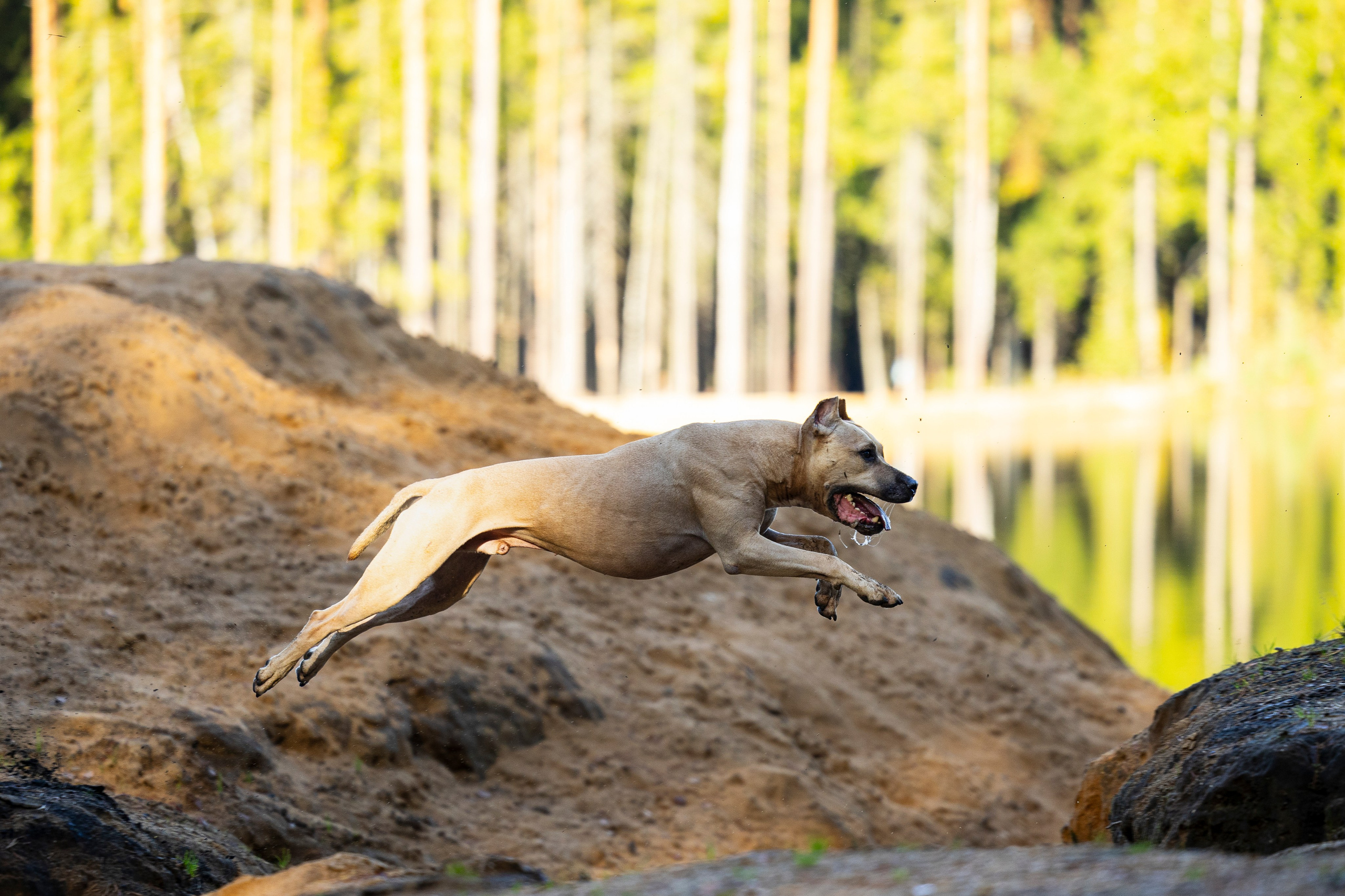 Фобос. Фотограф-анималист Анна Маринич