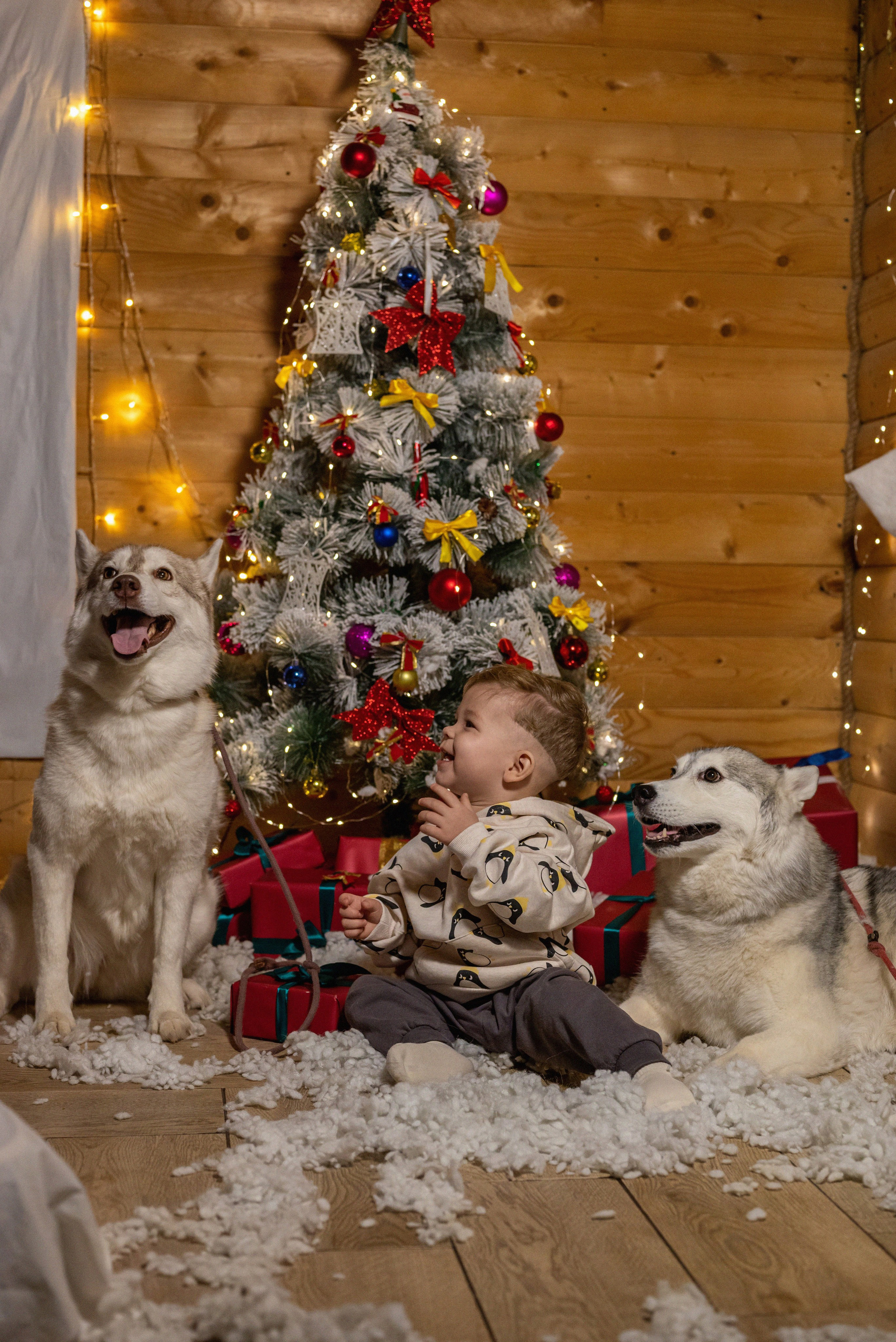 Фотопроект с хаски 2024 г. Фотограф в городе Салават