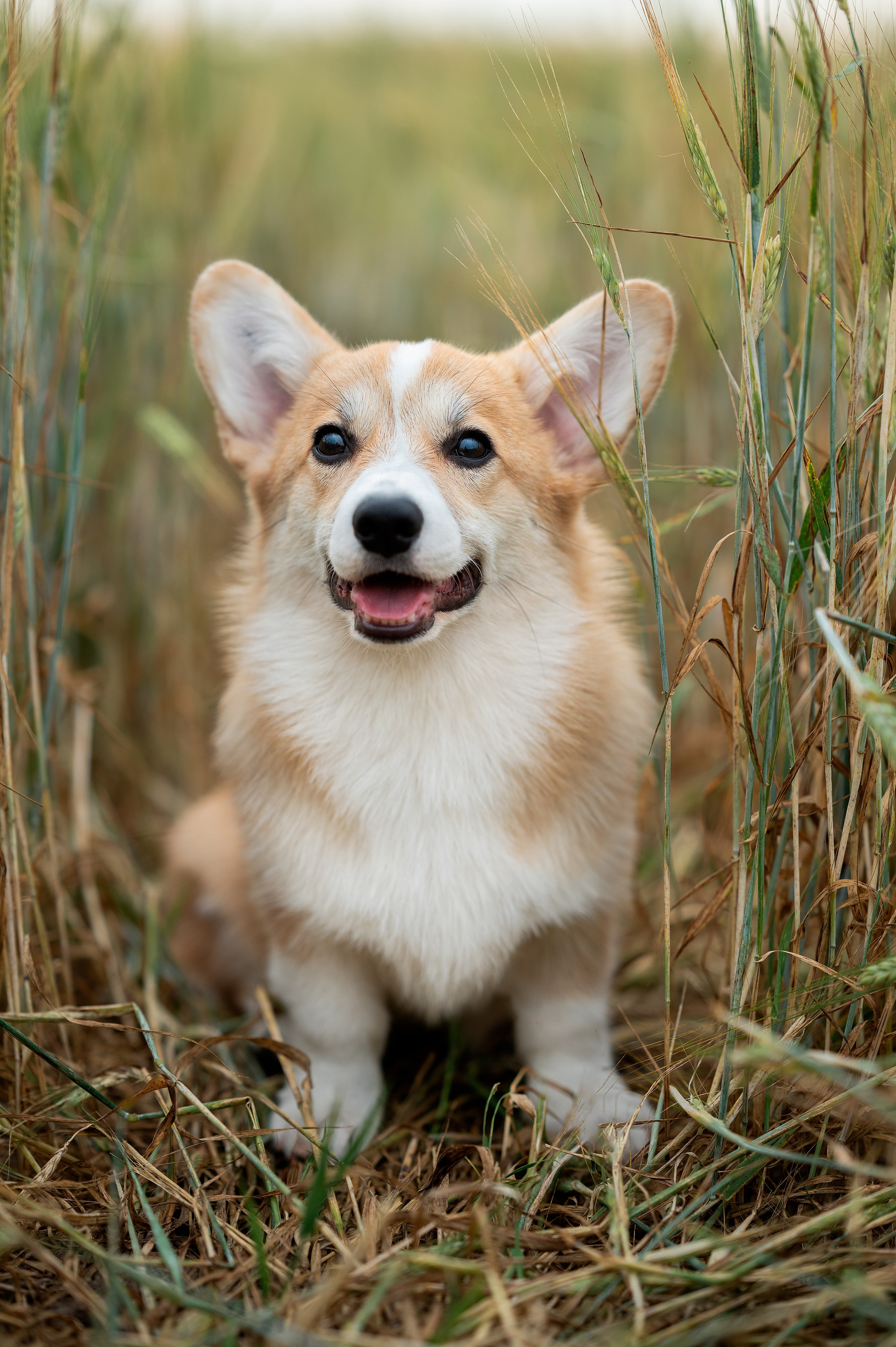 Заводчик Ольга Кушкина. Творческий фотограф Вологда