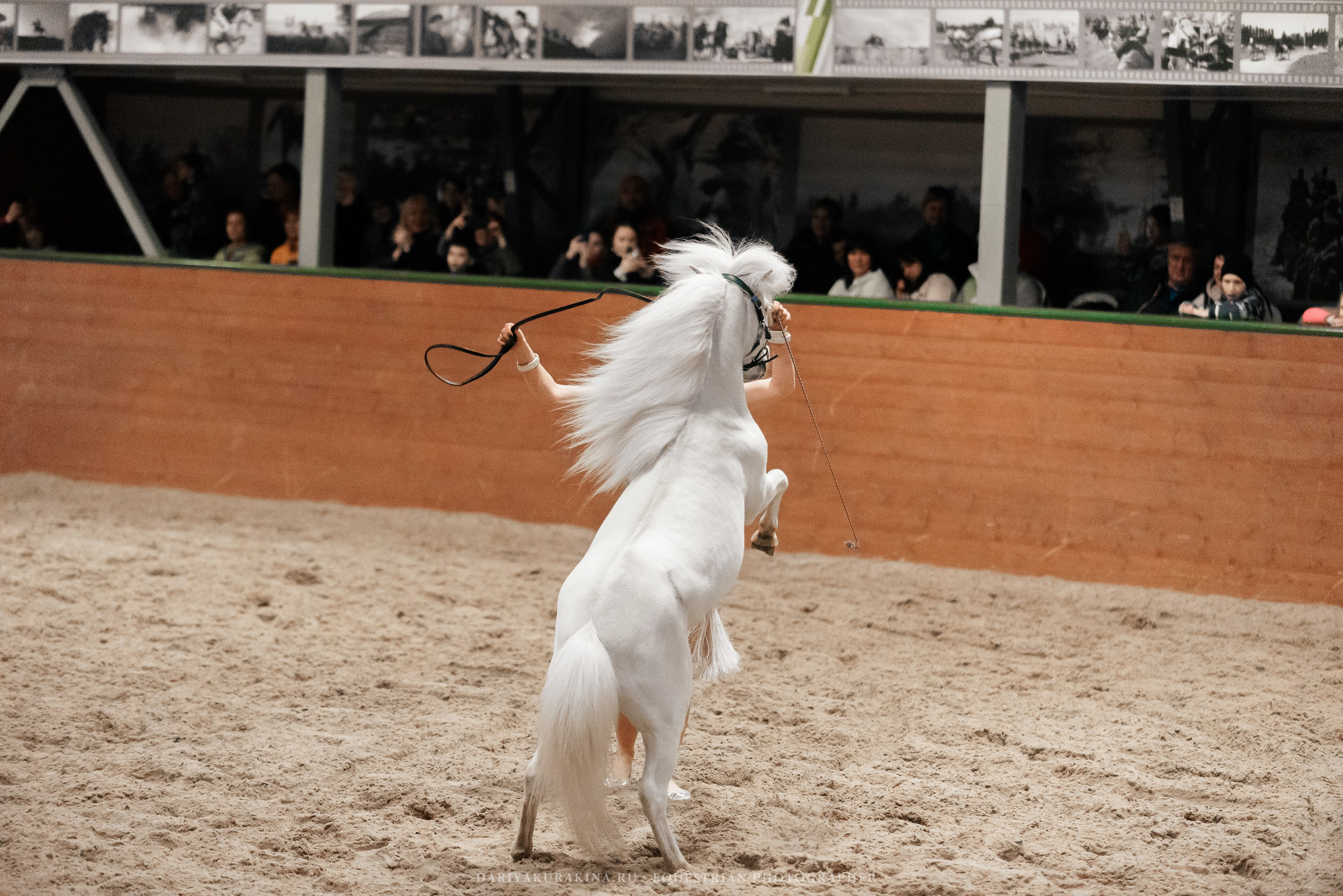 Конное представление «Дыхание Звёзд». Конный фотограф Куракина Дарья • Фотосессии с лошадьми