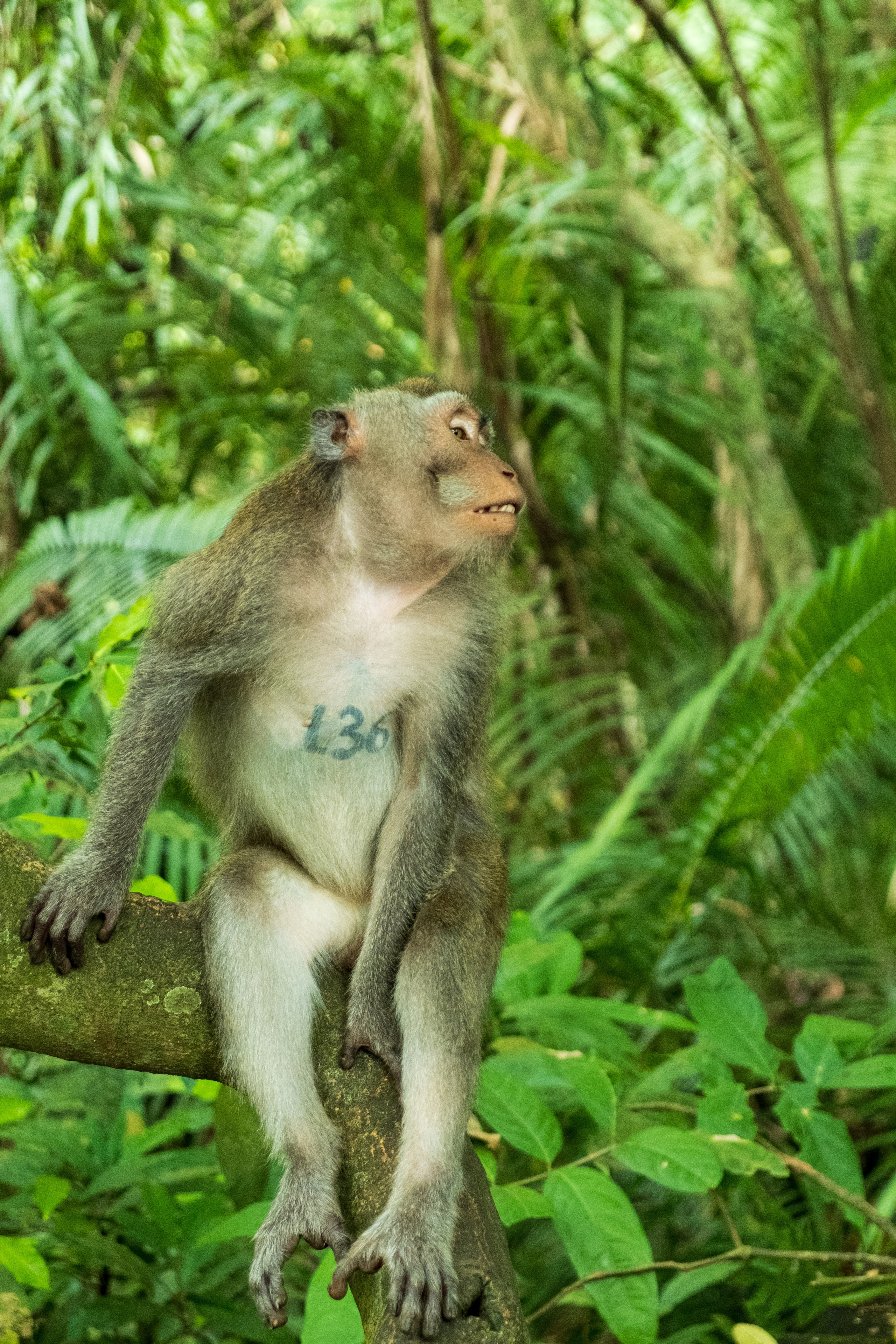 Остров Бали г. Убуд. Фотографии из путешествий