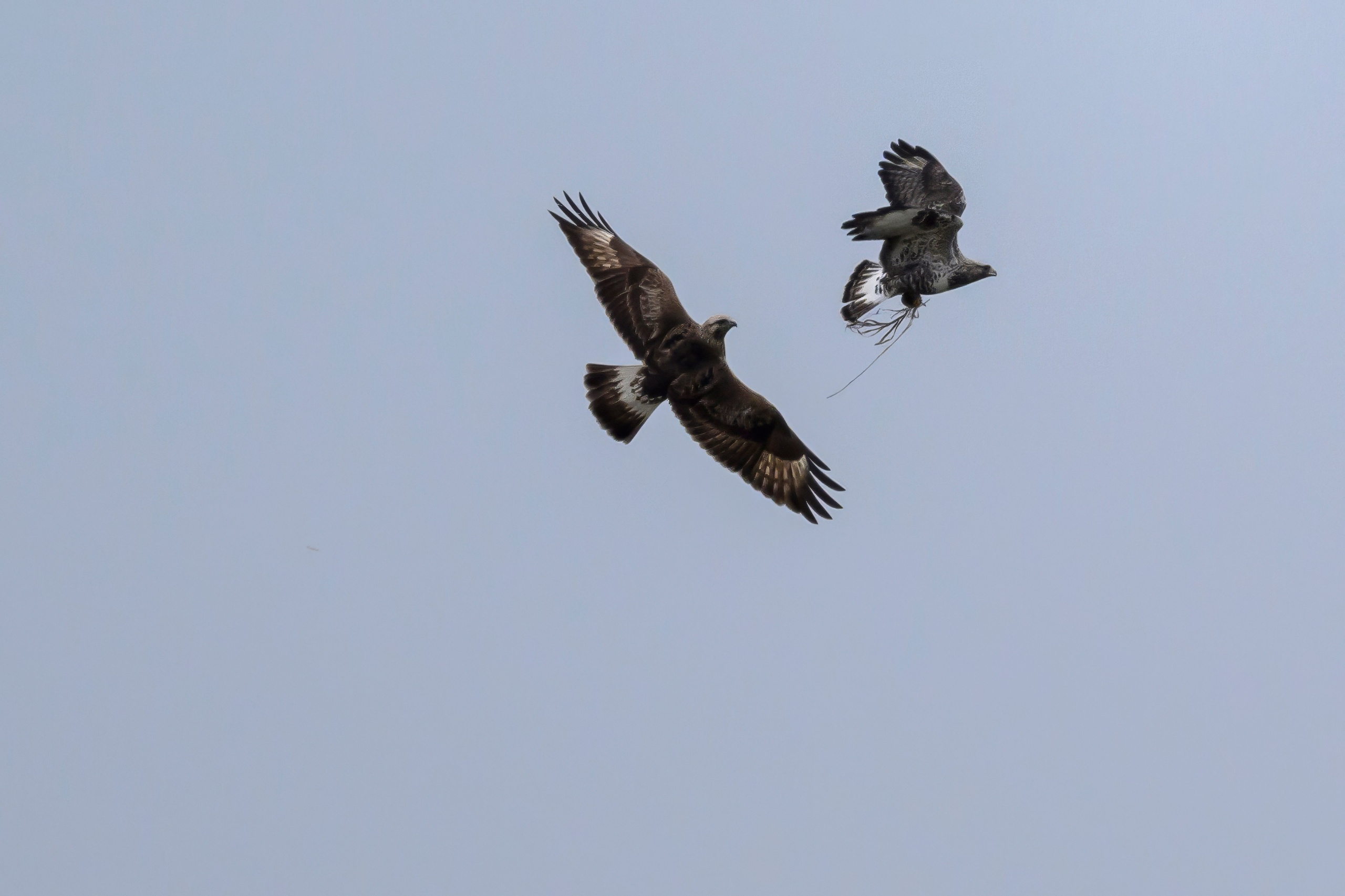 Драка зимняков. Wildlife photography by Sergey Puponin