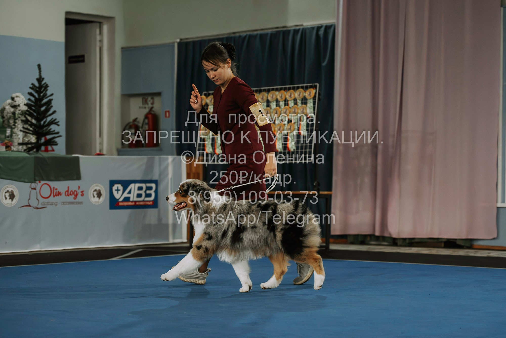 Выставка собак Красноярск 29.10.2023. Фотограф Диана Оленина Красноярск / Братск