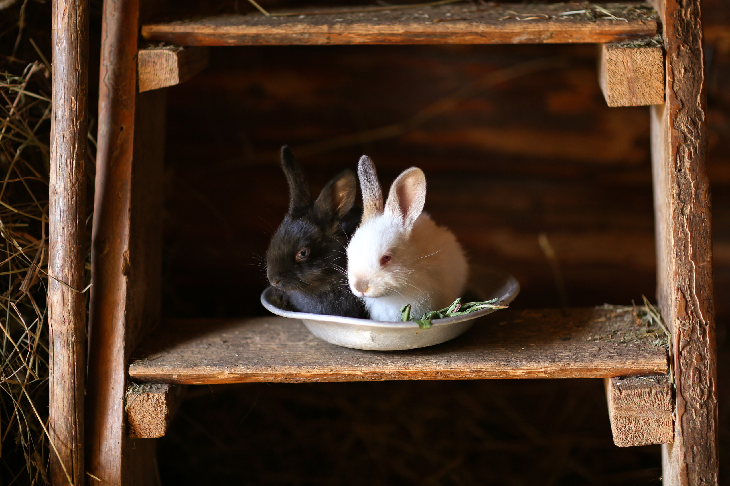 Андрей и зайчата. Фотограф Анастасия Галкина в Кудымкаре