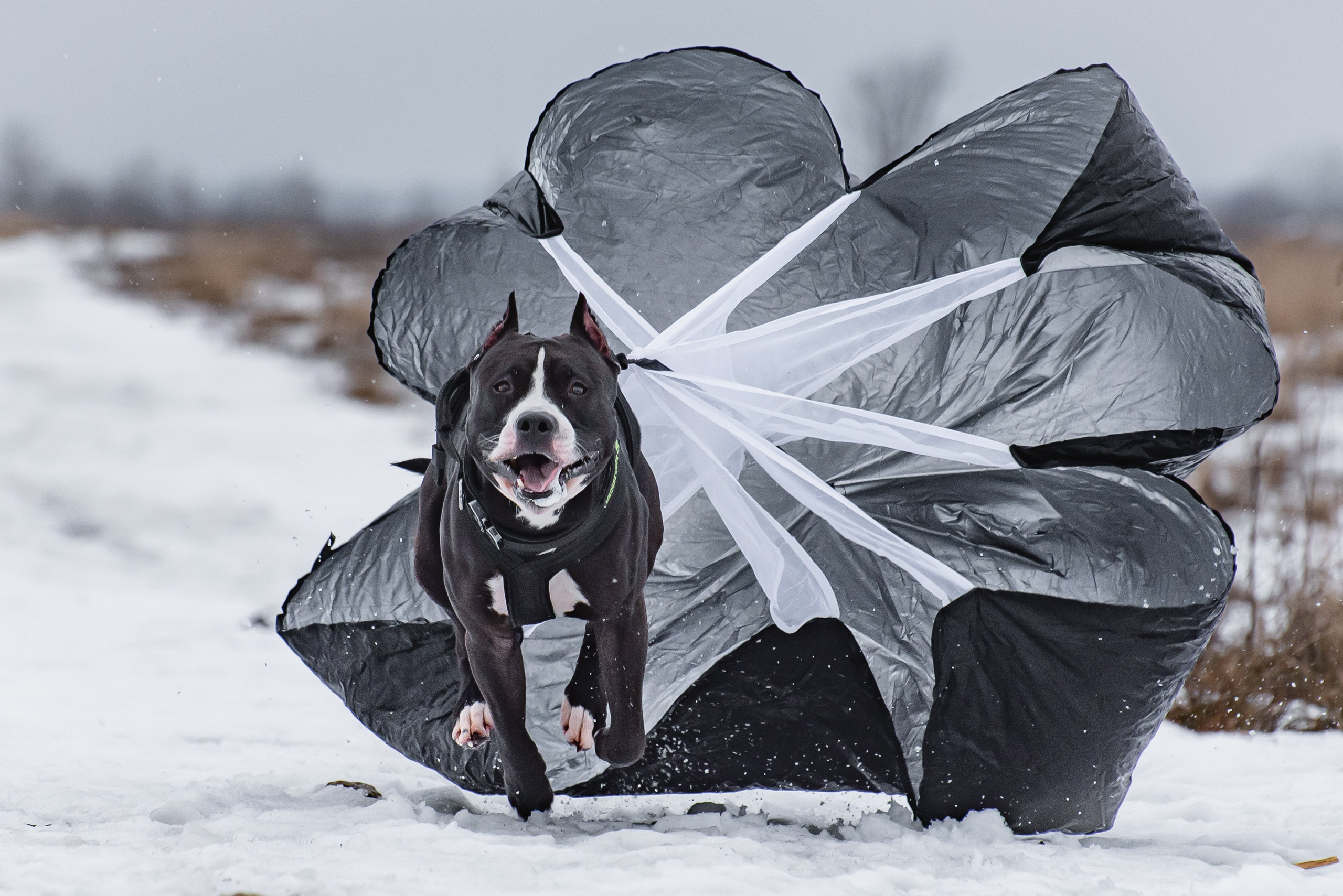 Бега за механической приманкой (Курсинг). Фотограф Макс Огурцов в Нижнем Новгороде