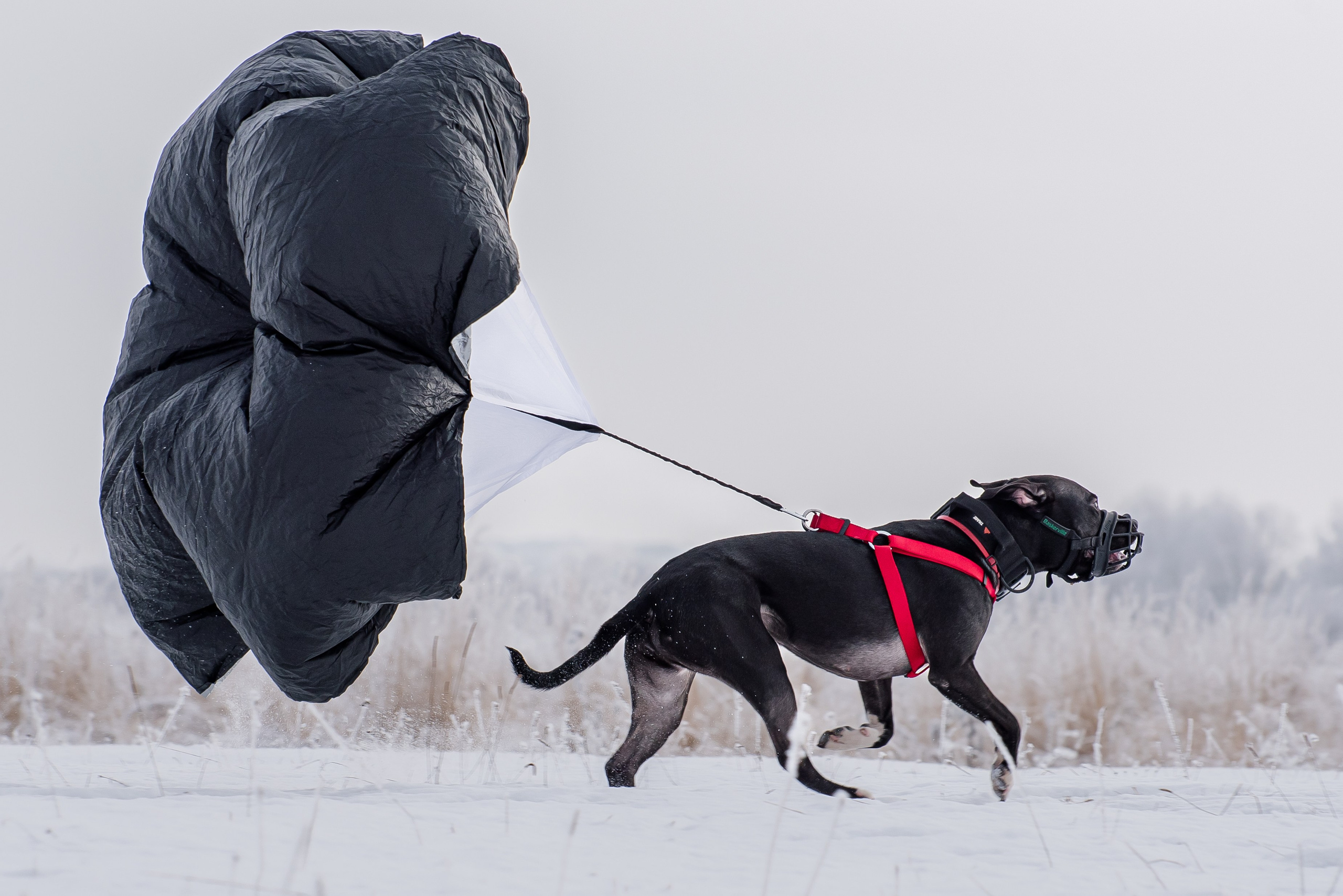 Бега за механической приманкой (Курсинг). Фотограф Макс Огурцов в Нижнем Новгороде