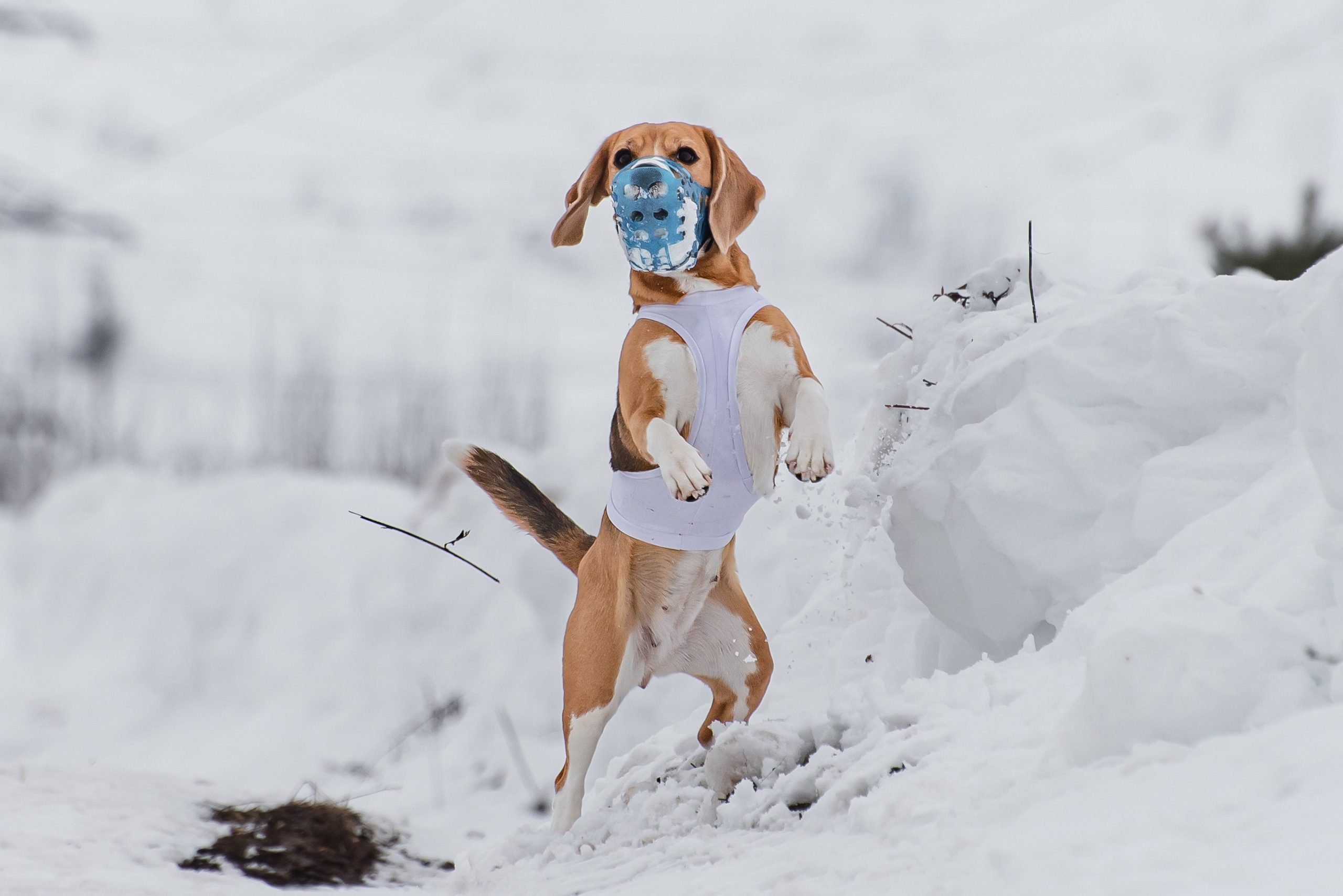 Спортивный фотограф анималист курсинг. Фотограф Макс Огурцов в Нижнем Новгороде