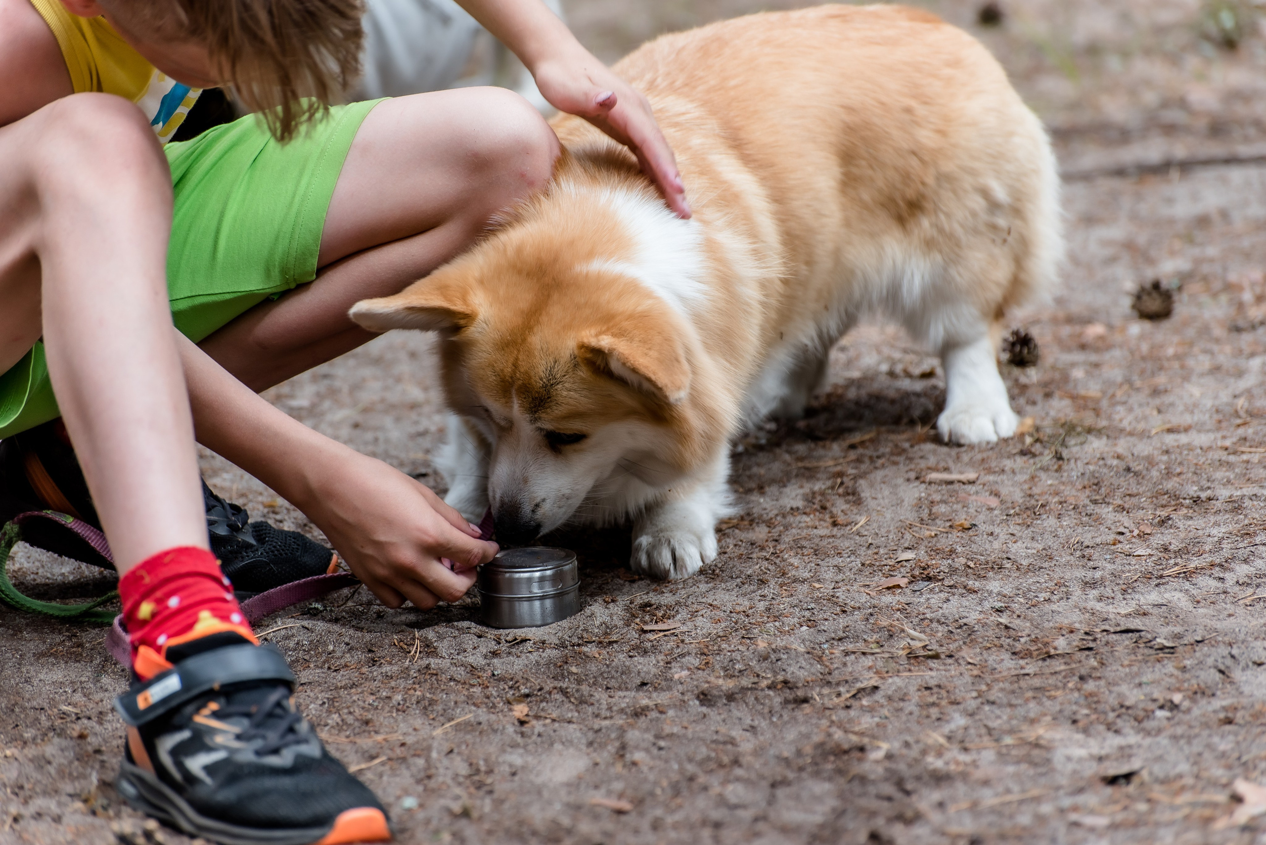 Хвостатые каникулы Детский кинологический лагерь. Фотограф Макс Огурцов в Нижнем Новгороде