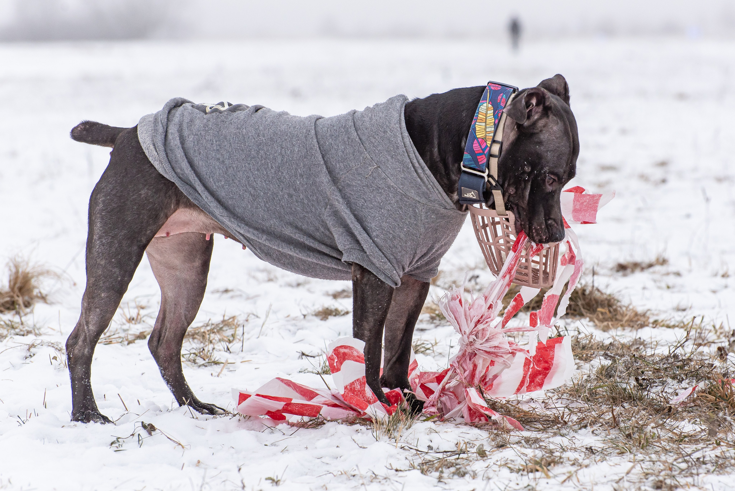 Бега за механической приманкой (Курсинг). Фотограф Макс Огурцов в Нижнем Новгороде