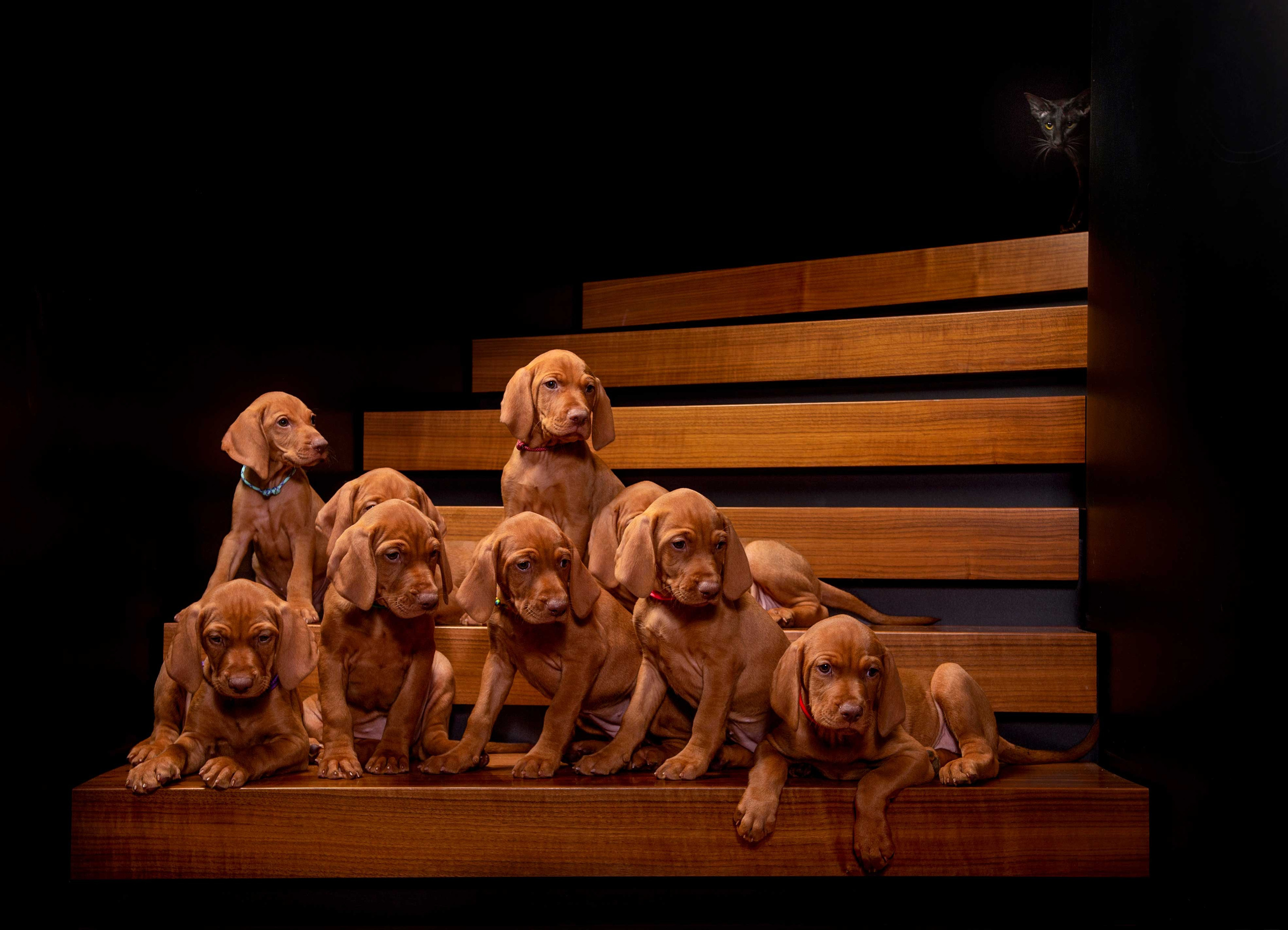 Собаки. Портретная и свадебная фотосъемка. Москва и область