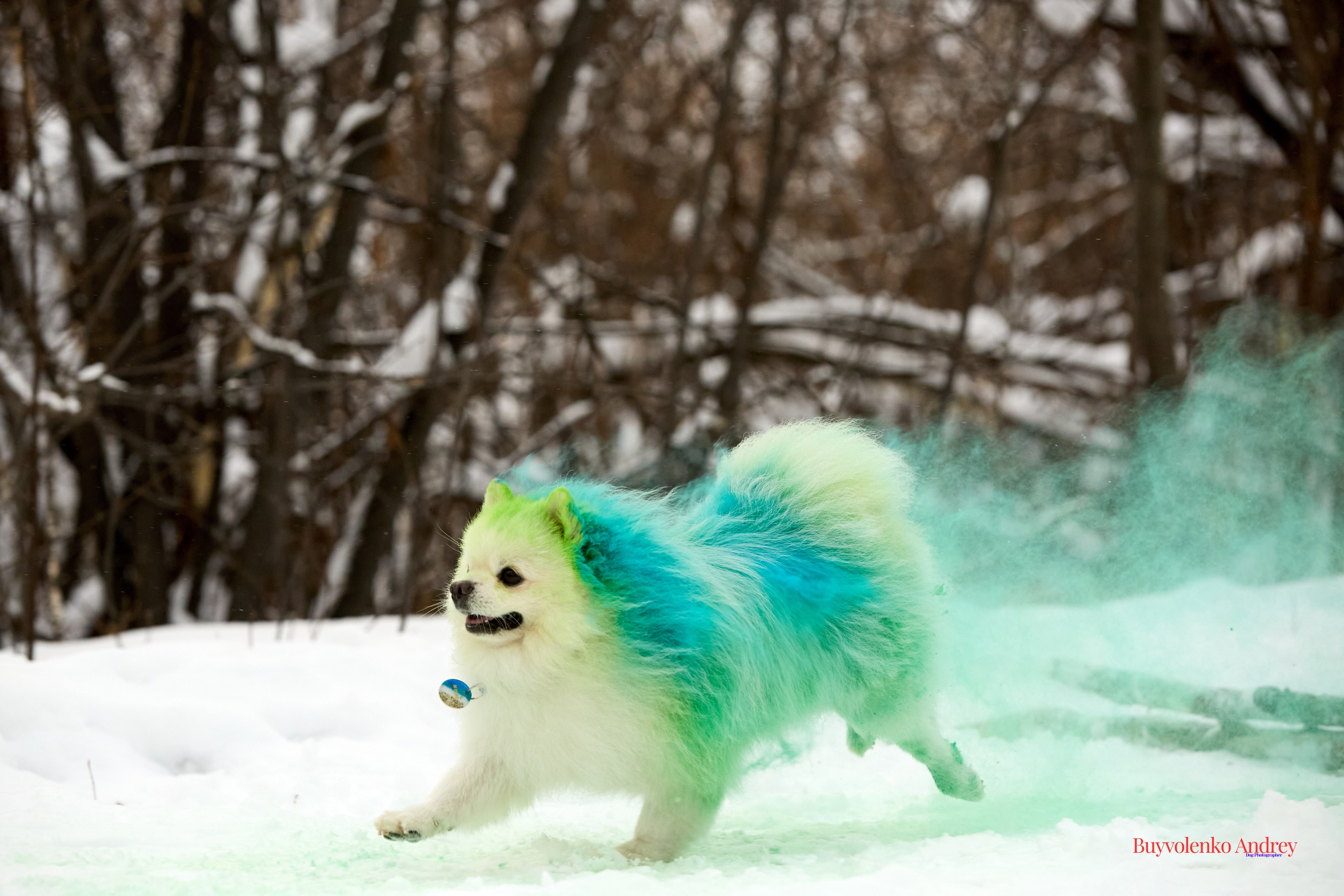 Фотосессия с красками Molly. Buyvolenko Andrey