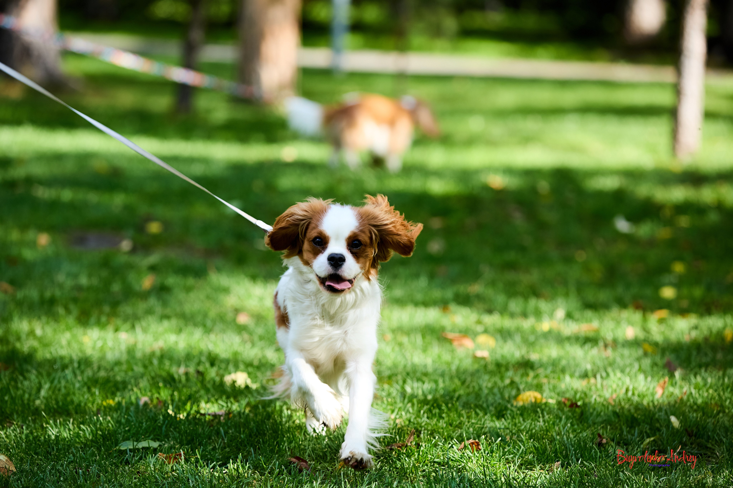 Фотопрогулка с кавалерами. Buyvolenko Andrey